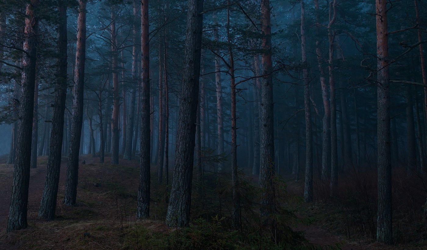 В густом лесу 2020 отзывы. Лесная атмосфера. Forest Turkey.