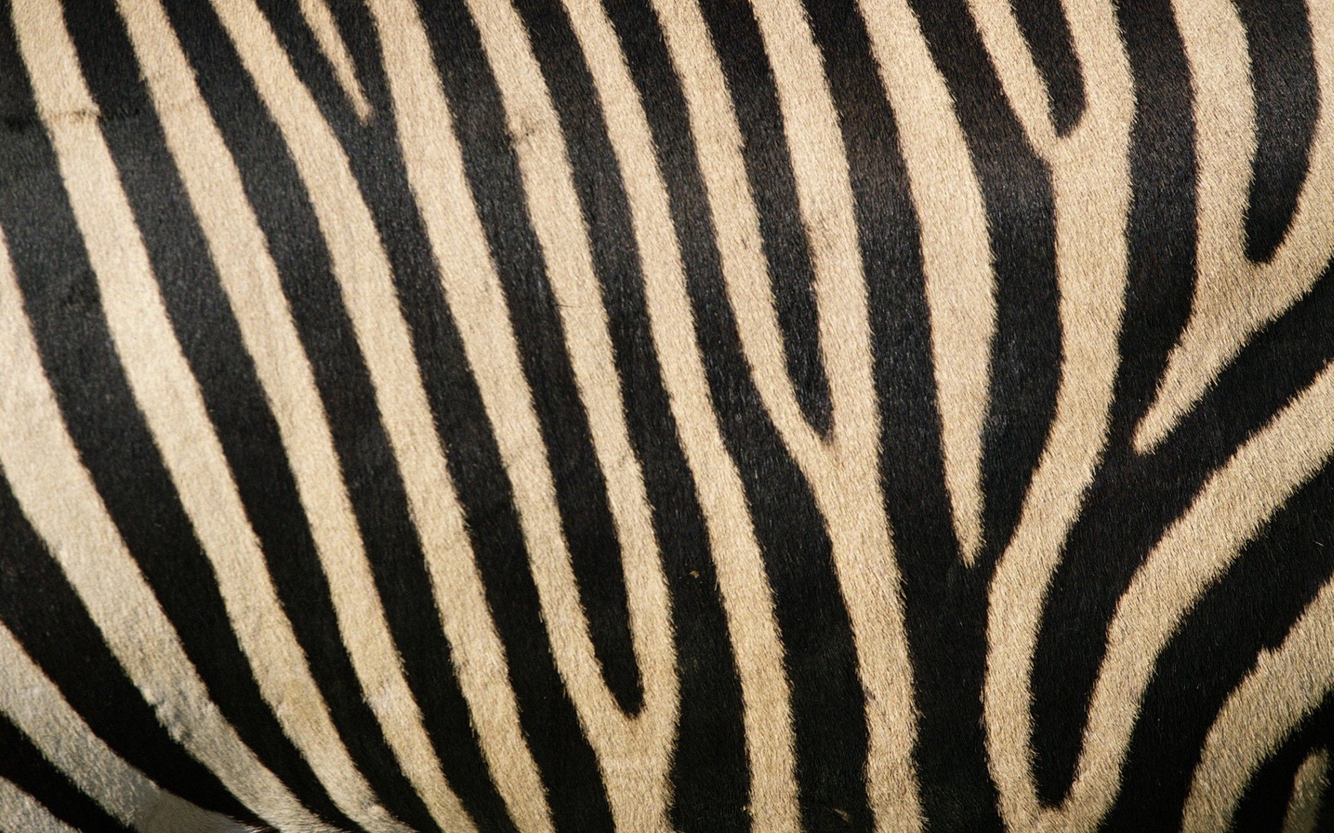 Полосатая шерсть. Zebra Stripe s600. Энди Уорхол Зебра. Полоски зебры. Полосатый тигр.