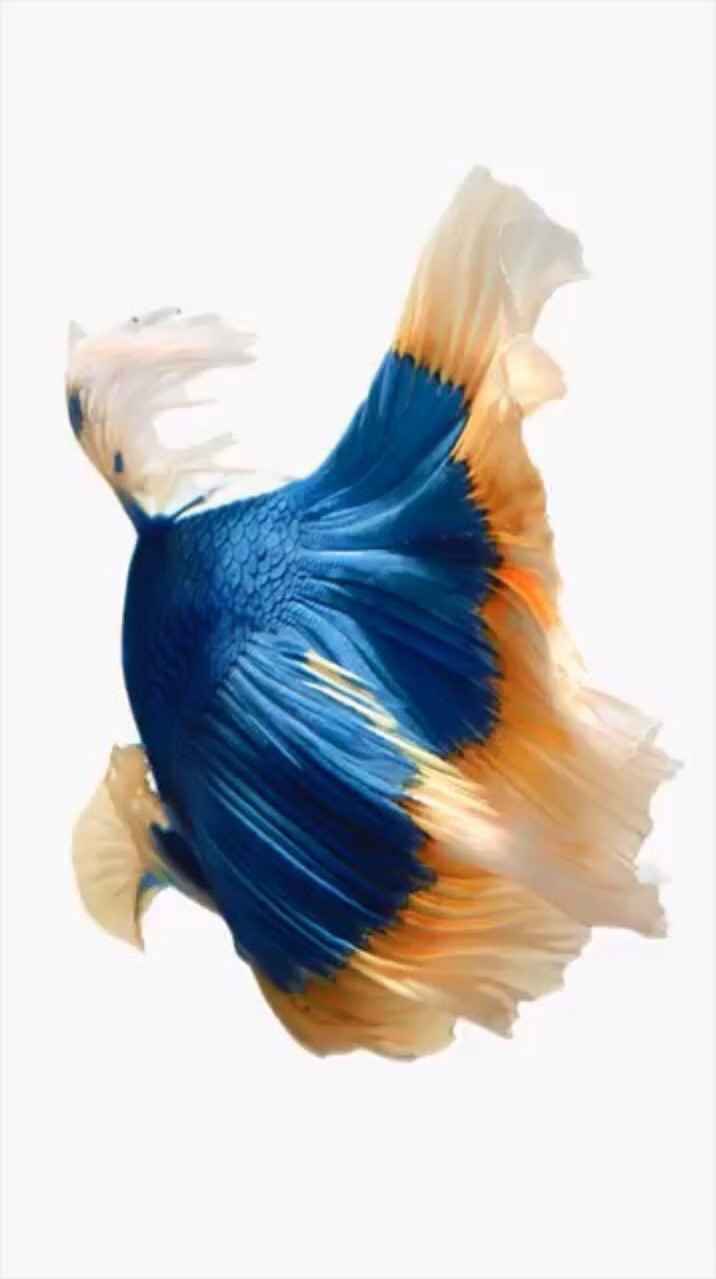 Рыба петушок iphone 6s