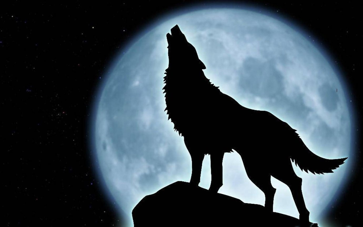Картинки волка который воет на луну (69 фото)