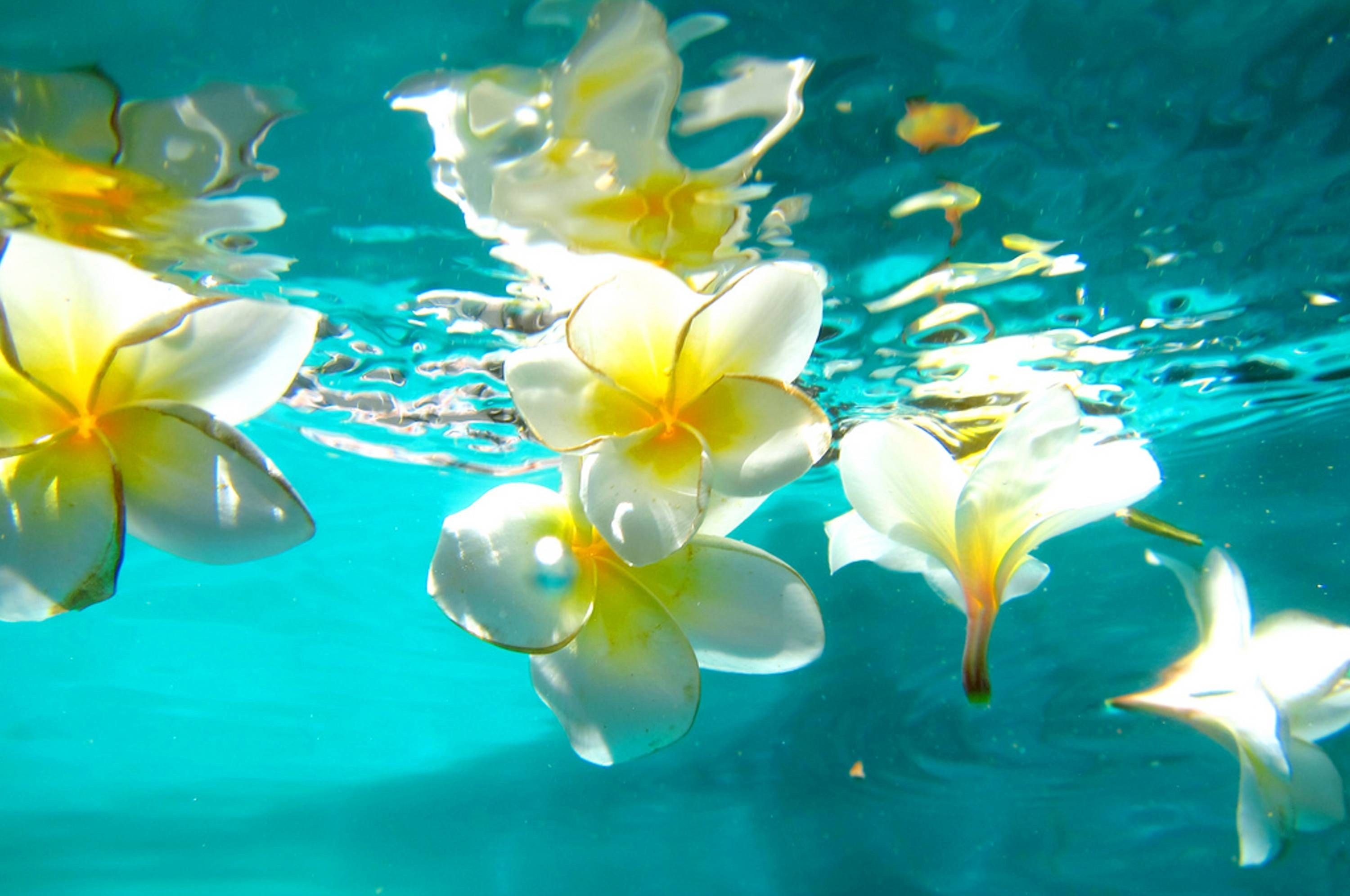 Живые плавающие обои. Франжипани Гавайи. Плюмерия Гавайи. Мальдивы цветок Франжипани. Тиаре Плюмерия.
