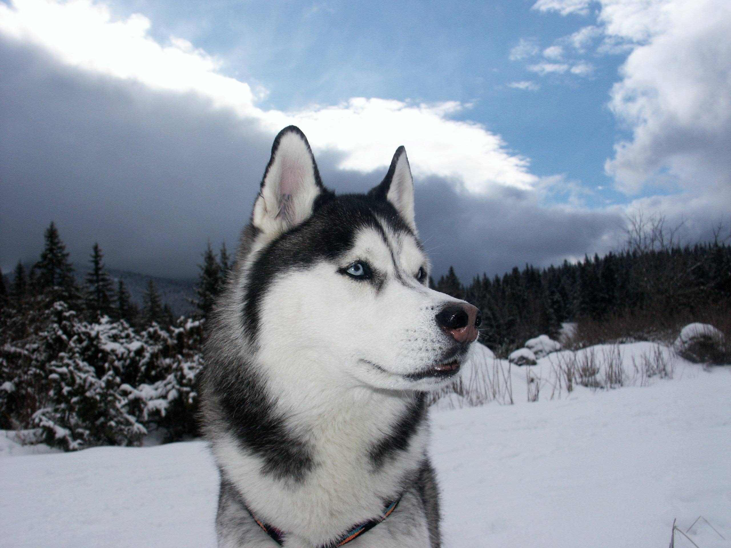 Скачивать видео с лайка. Маламут. Хаски. Husky Siberian Black. Западно Сибирская лайка.