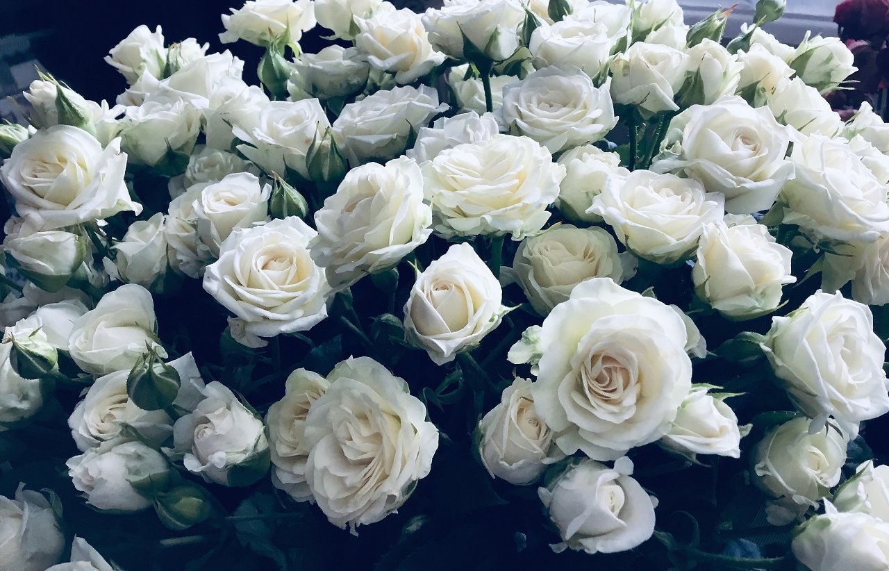 Хиты белые розы. Белые розы.
