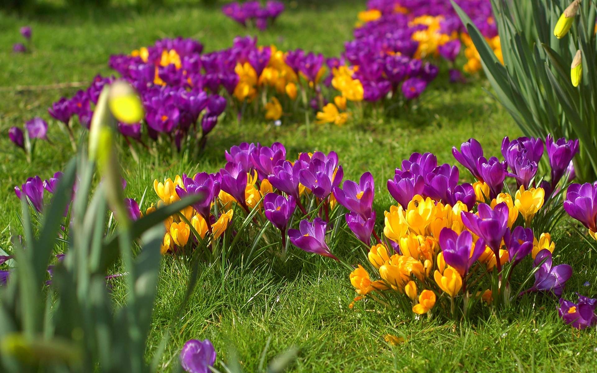 Цветы весны фото красивые. Фрезия Крокус. Крокусы безвременник Ирис клумба. Крокусы примула гиацинт. Первоцветы крокусы.