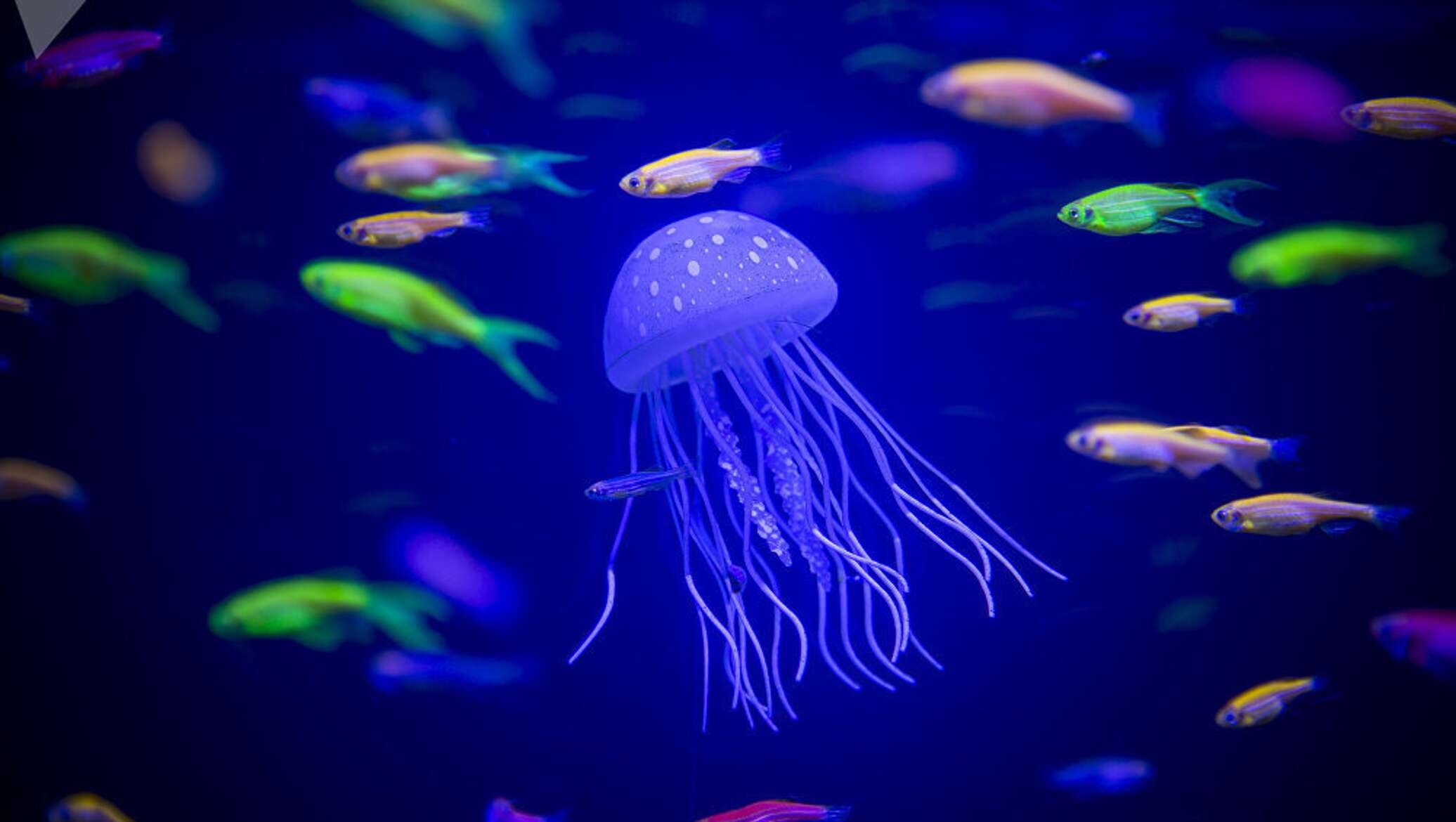 Подводный мир медузы