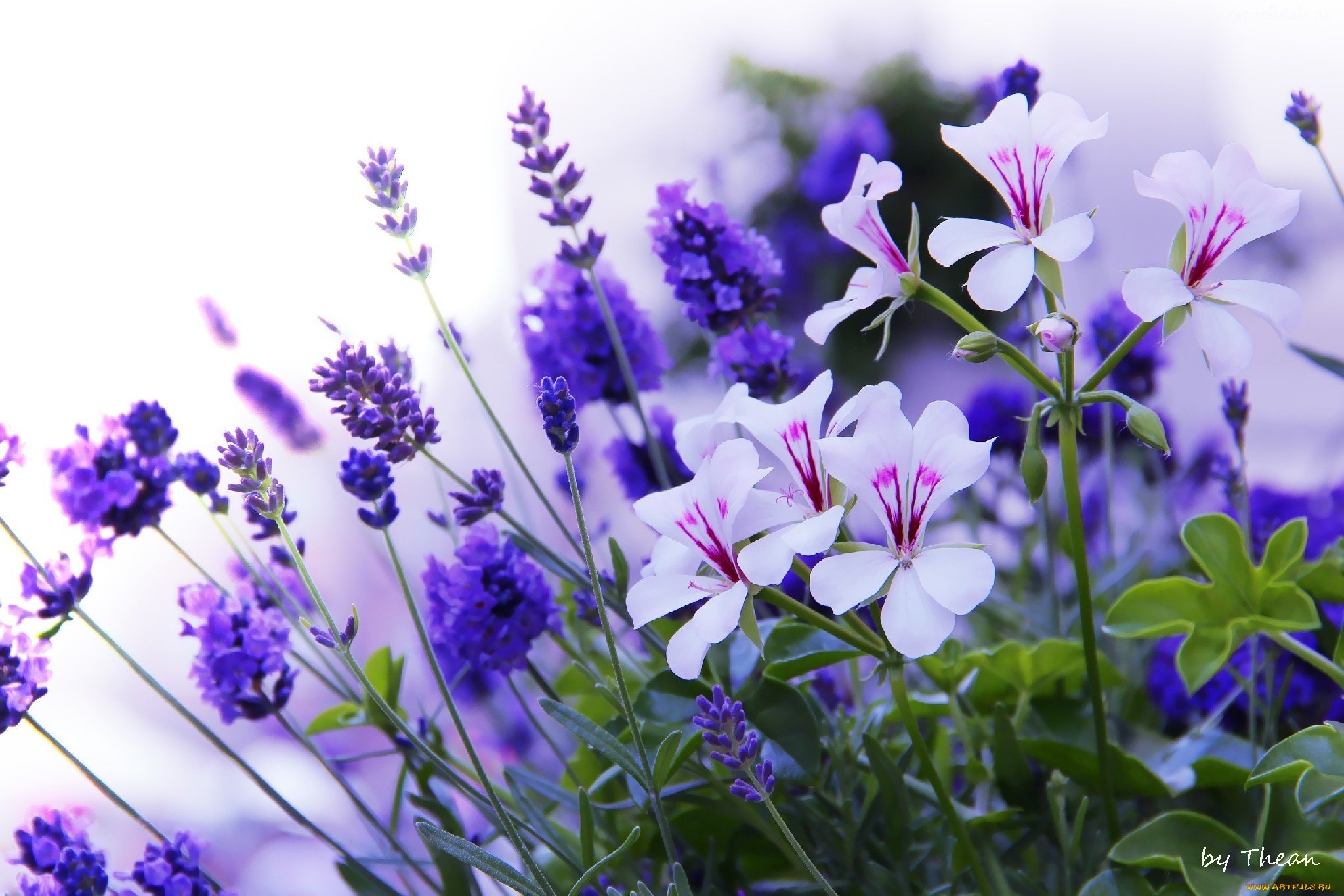 Фиолетовые полевые цветы