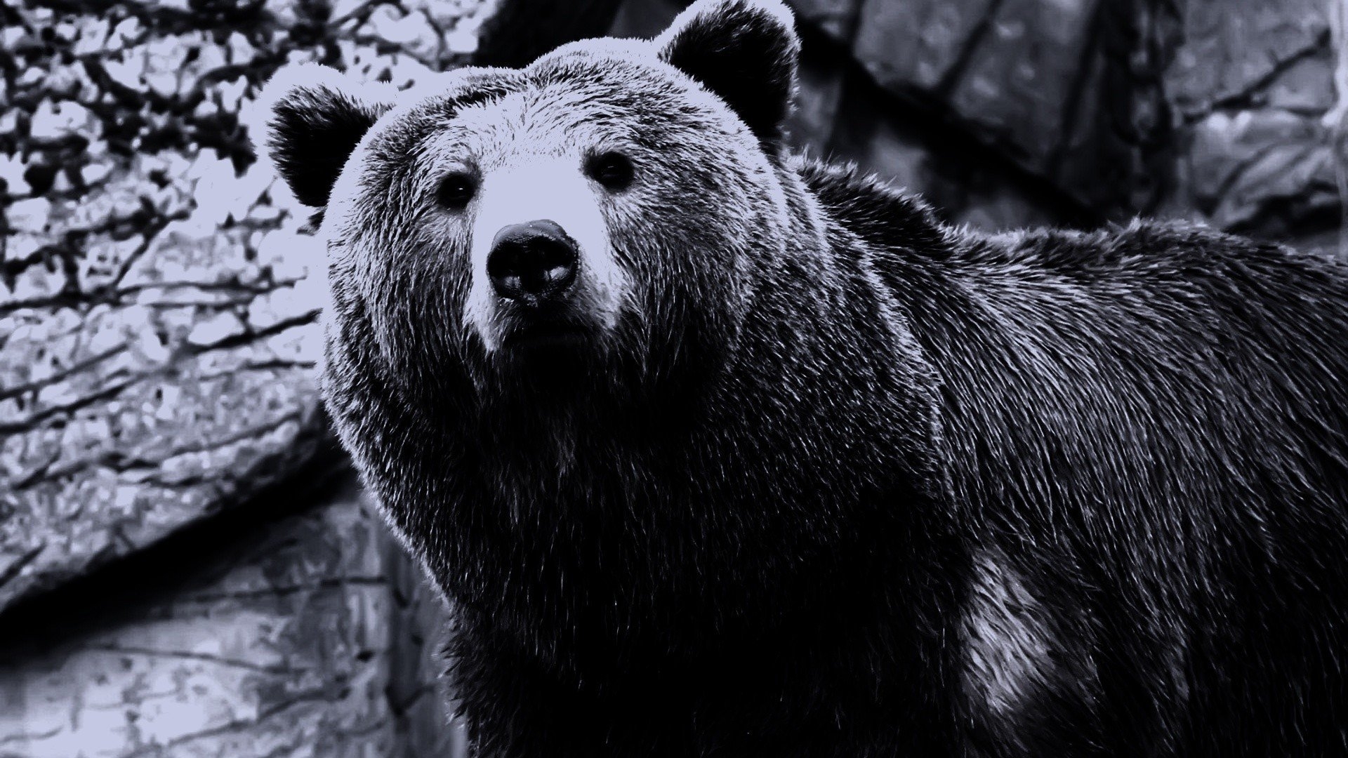 Медведь на черном фоне. Северная Америка медведь Гризли. Медведь обои. Обои на телефон медведь. Картинки на рабочий стол медведь.