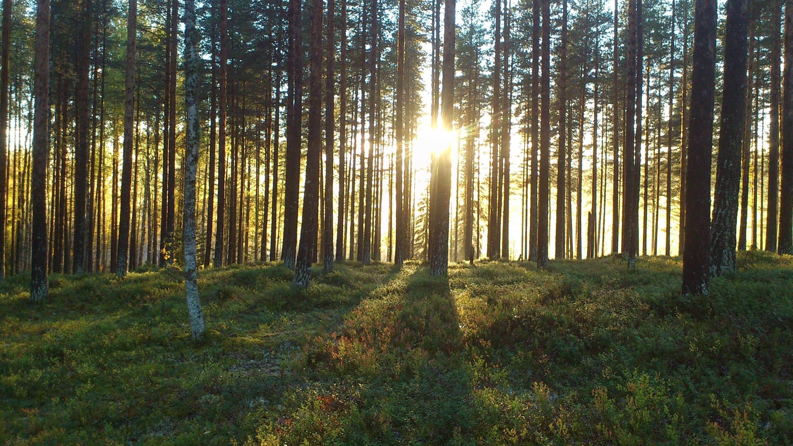 Еловые леса Каменского лесничества