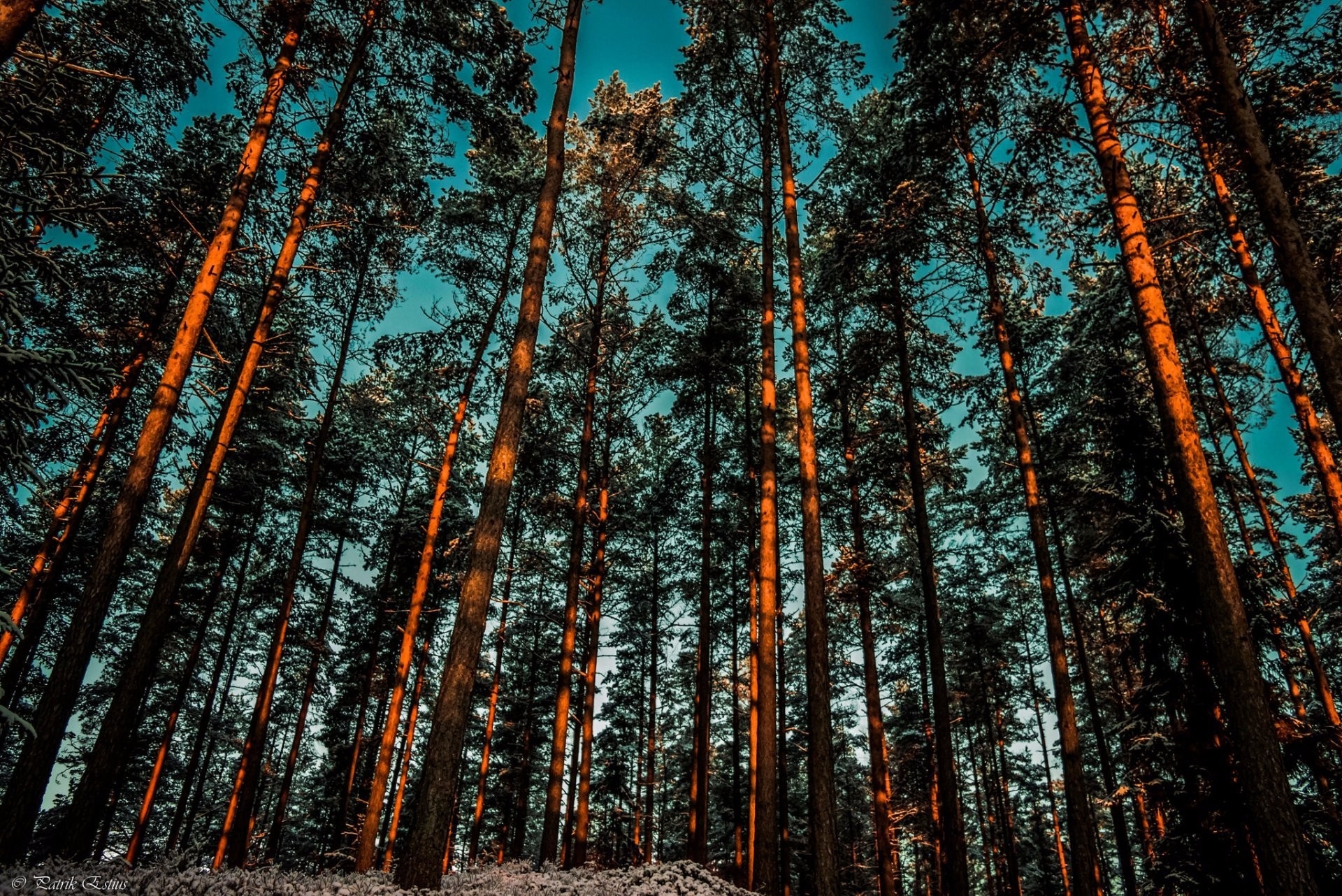Сосновый лес обои на телефон - 47 фото