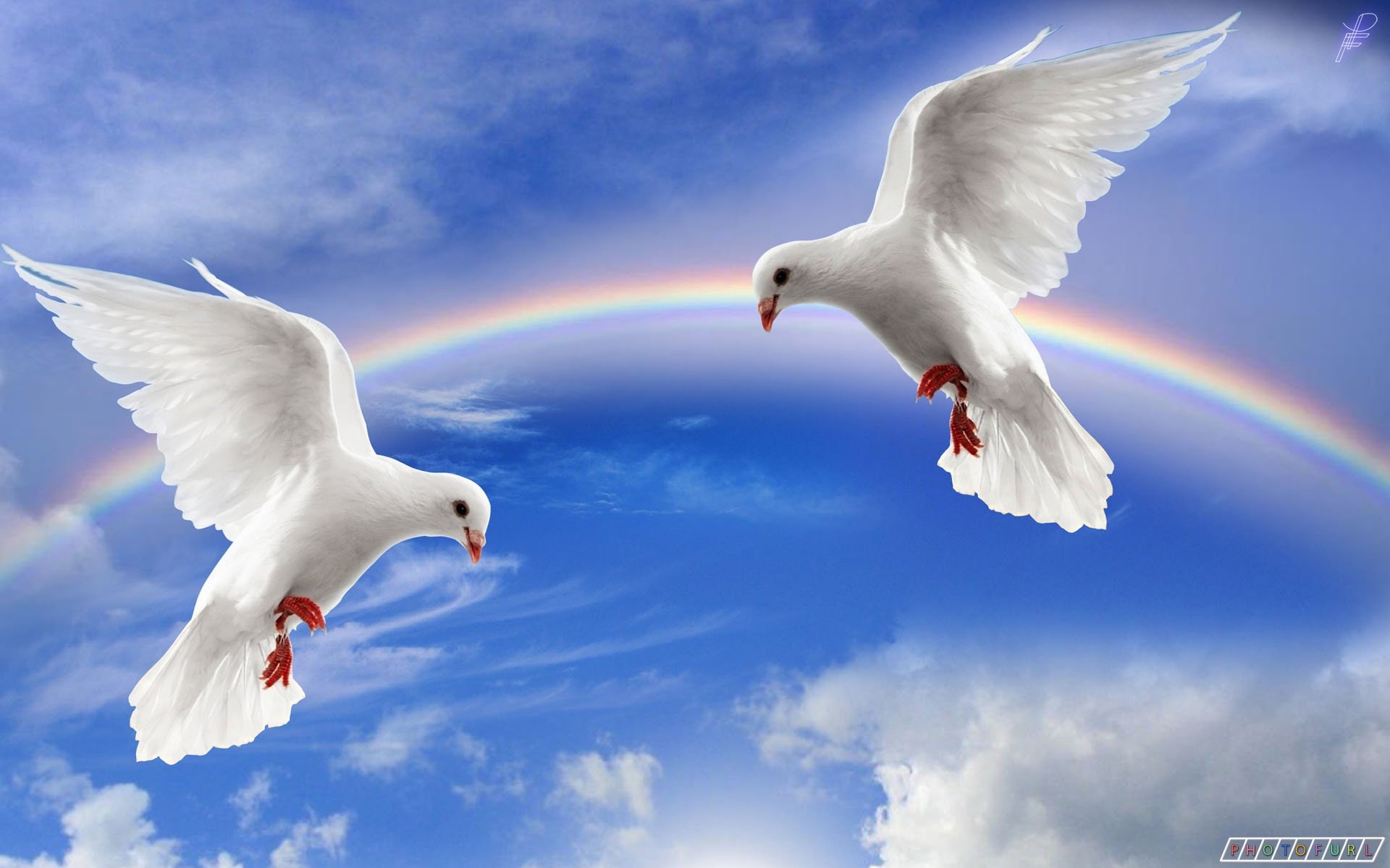Мир над головой. Голуби в небе. Белый голубь. Белые голуби в небе. Красивые голуби.