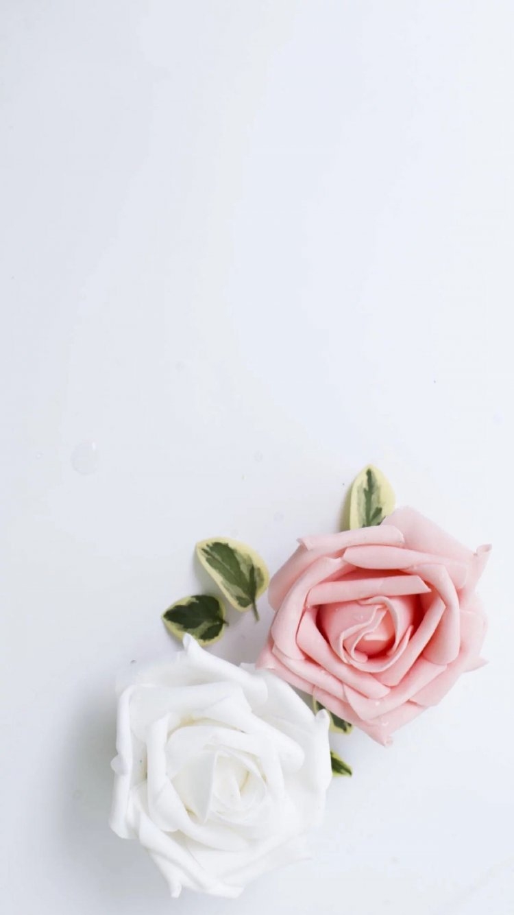 Белые розы обои на айфон - 63 фото