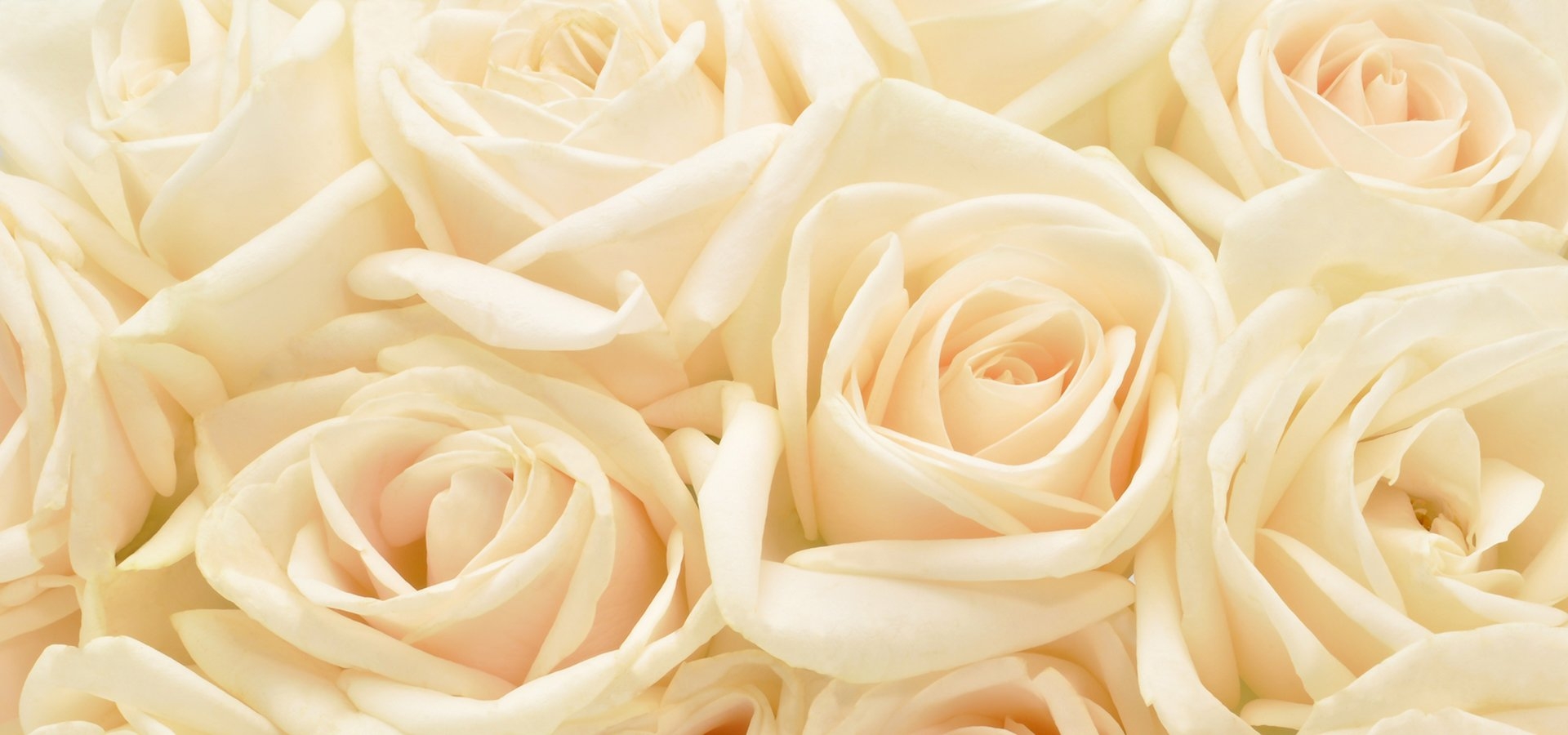 Картинки кремовый. Бежевые цветы. Бежевые розы. Кремовый цвет. Белые и кремовые розы.