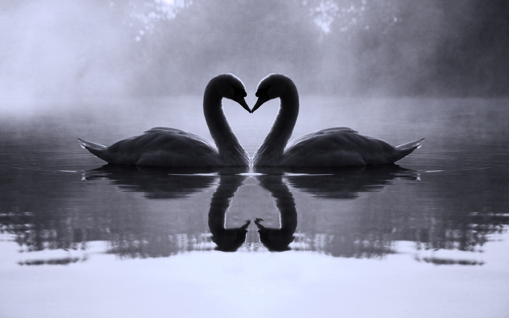 Черные лебеди любовь