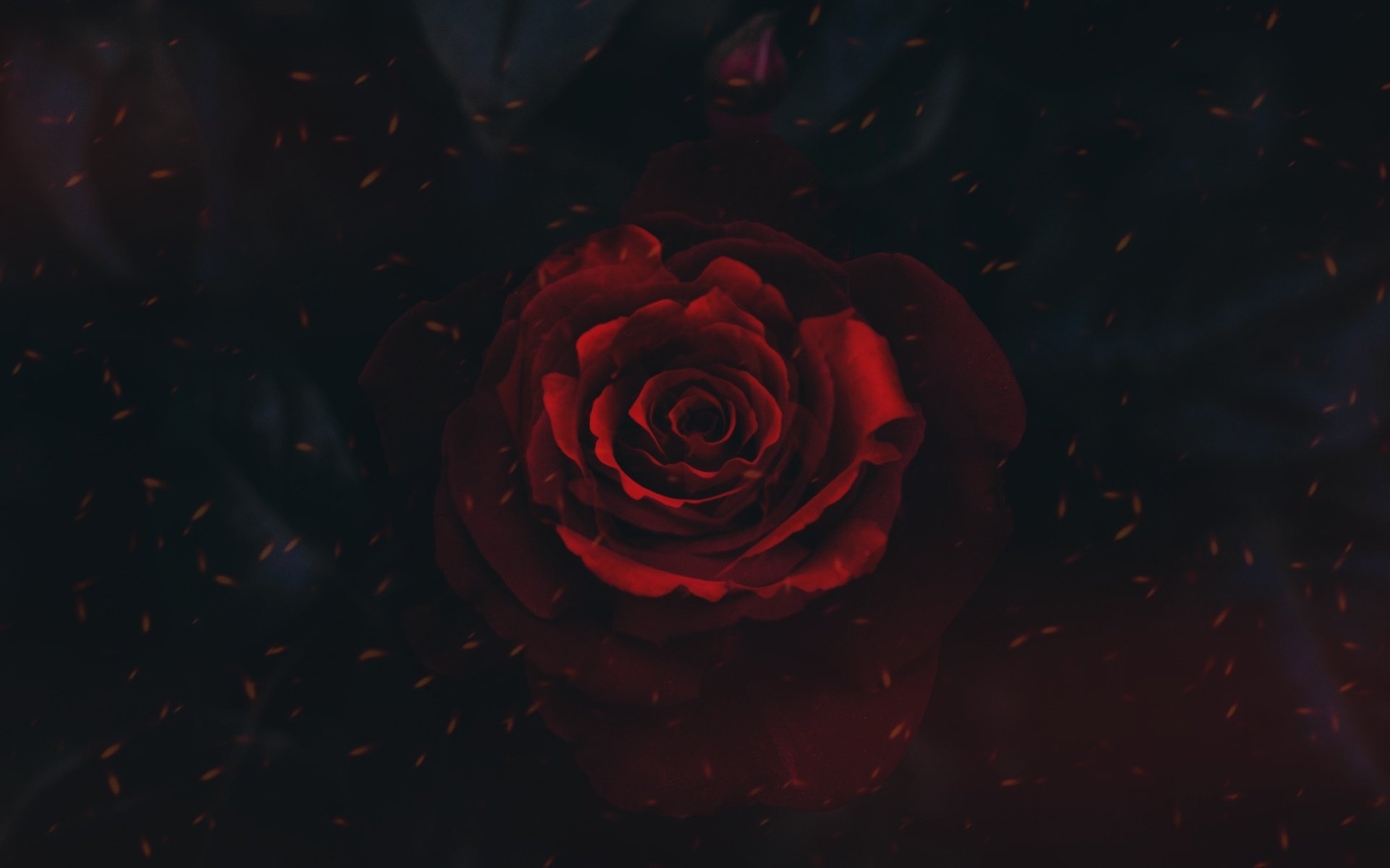 розы на черном столе