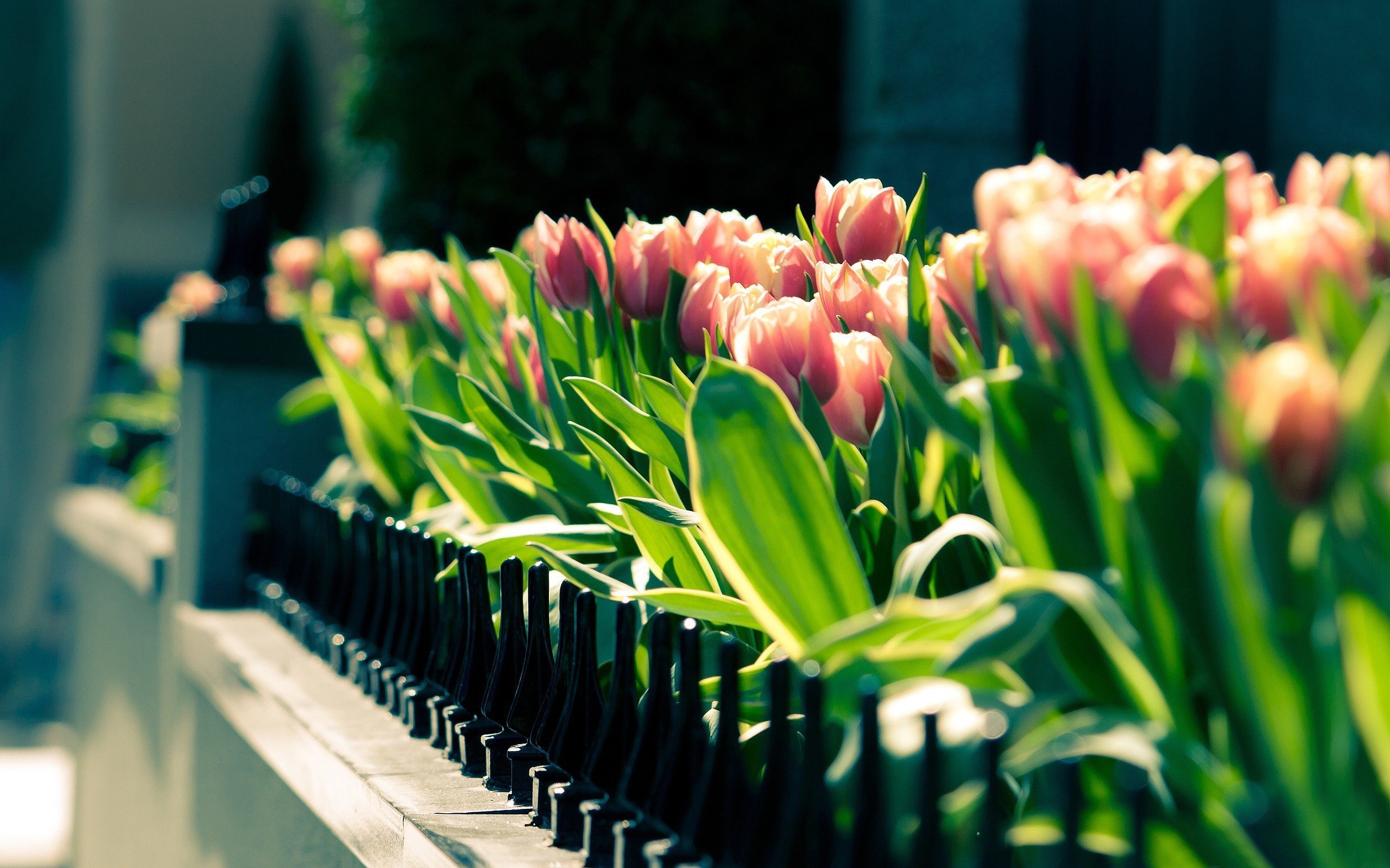 Тюльпаны эстетичные. Весенние цветы тюльпаны. Шикарные тюльпаны. Тюльпаны в саду.