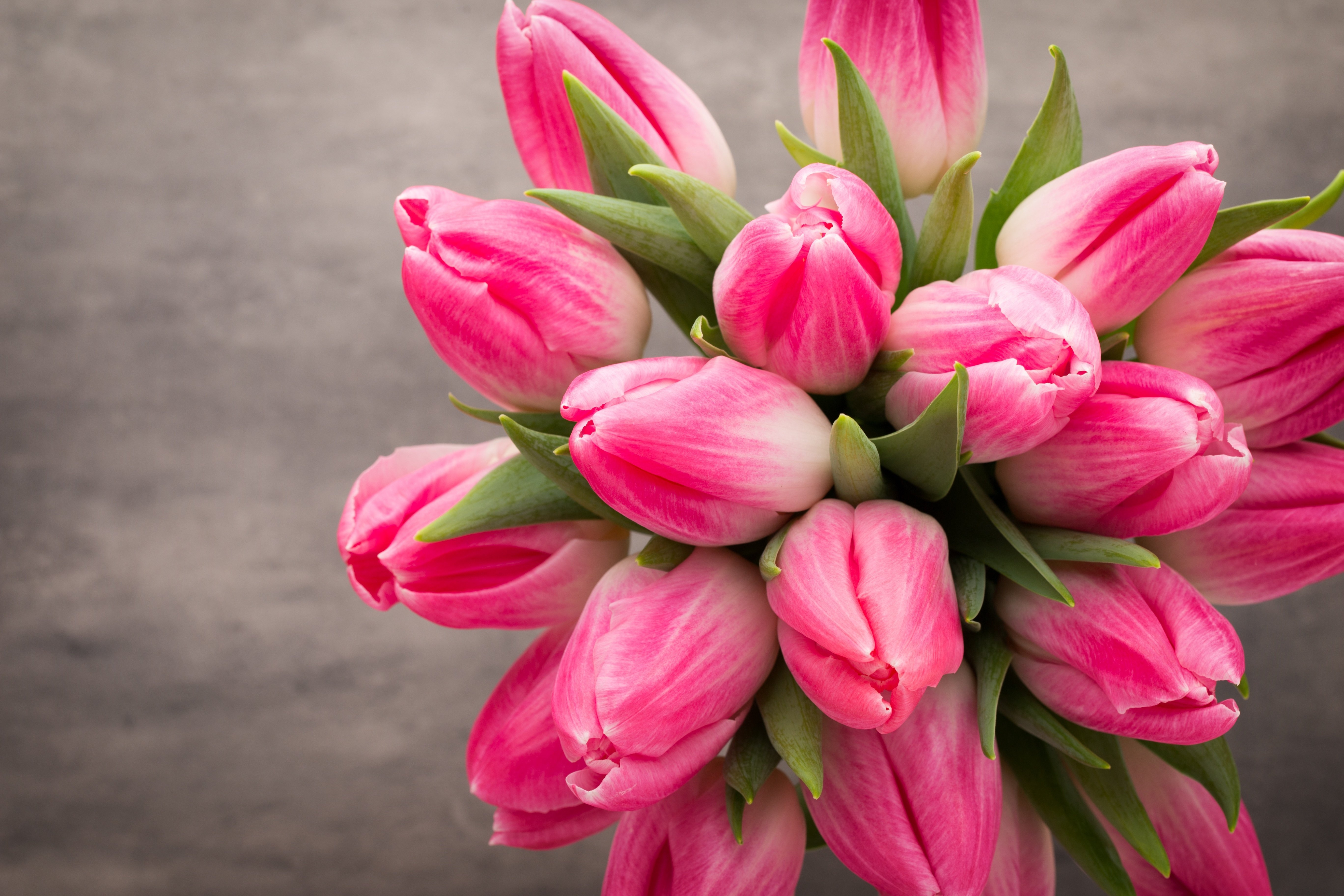 Красивые фото тюльпанов с 8. Тюльпан спринг сюрпрайс. Тюльпан Розали. Тюльпан Иннуэндо. Мелкоцветные тюльпаны.