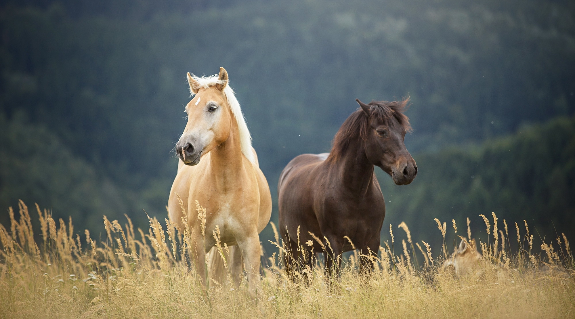 Фон лошадками. Обои лошади. Красивые лошади. Лошади на природе. Красивые лошади на природе.