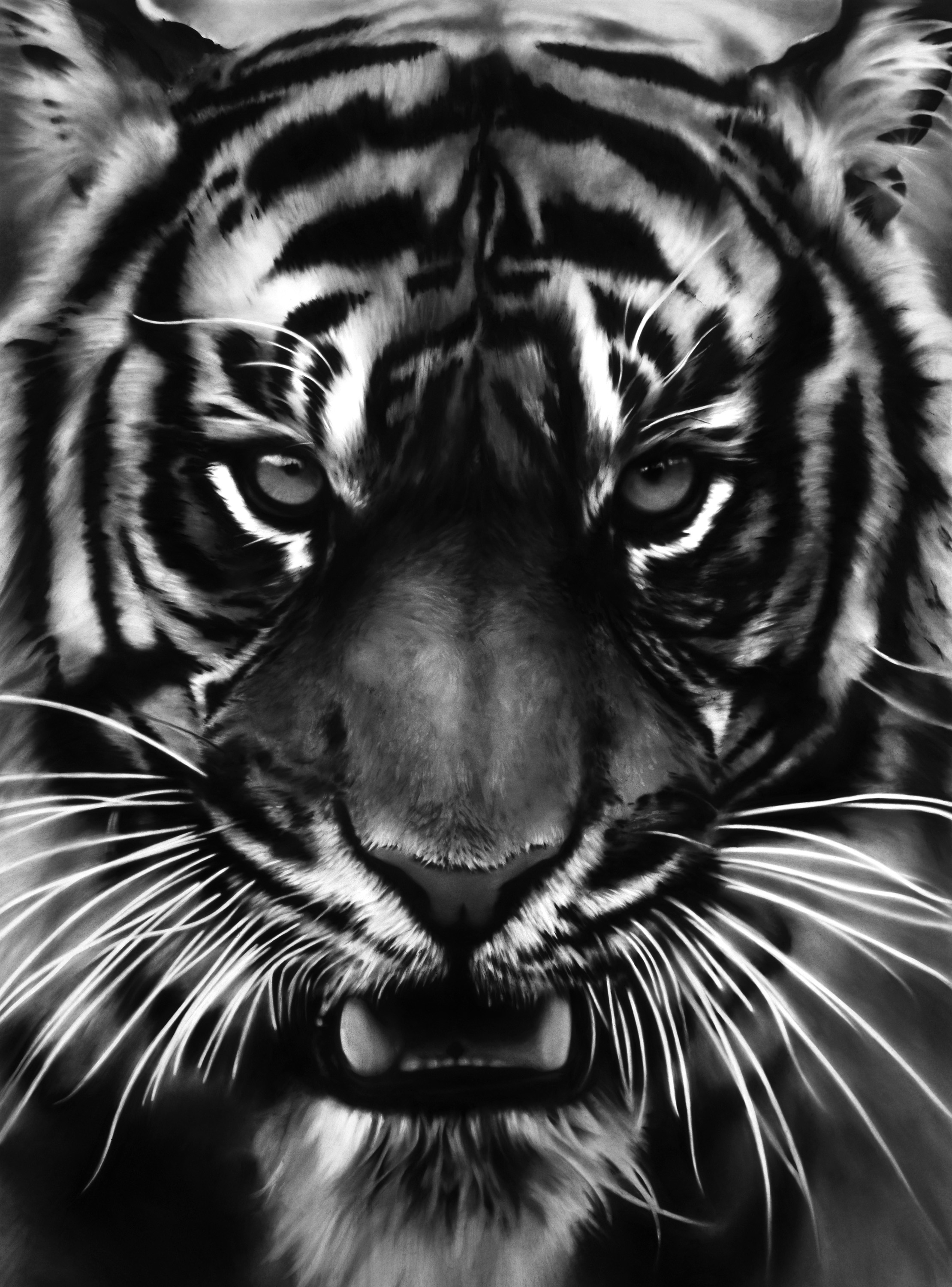 Заставка на телефон оскал. Черный тигр Кишан. Тигр черно белый. Тигр на аву. Аватарка тигрица.