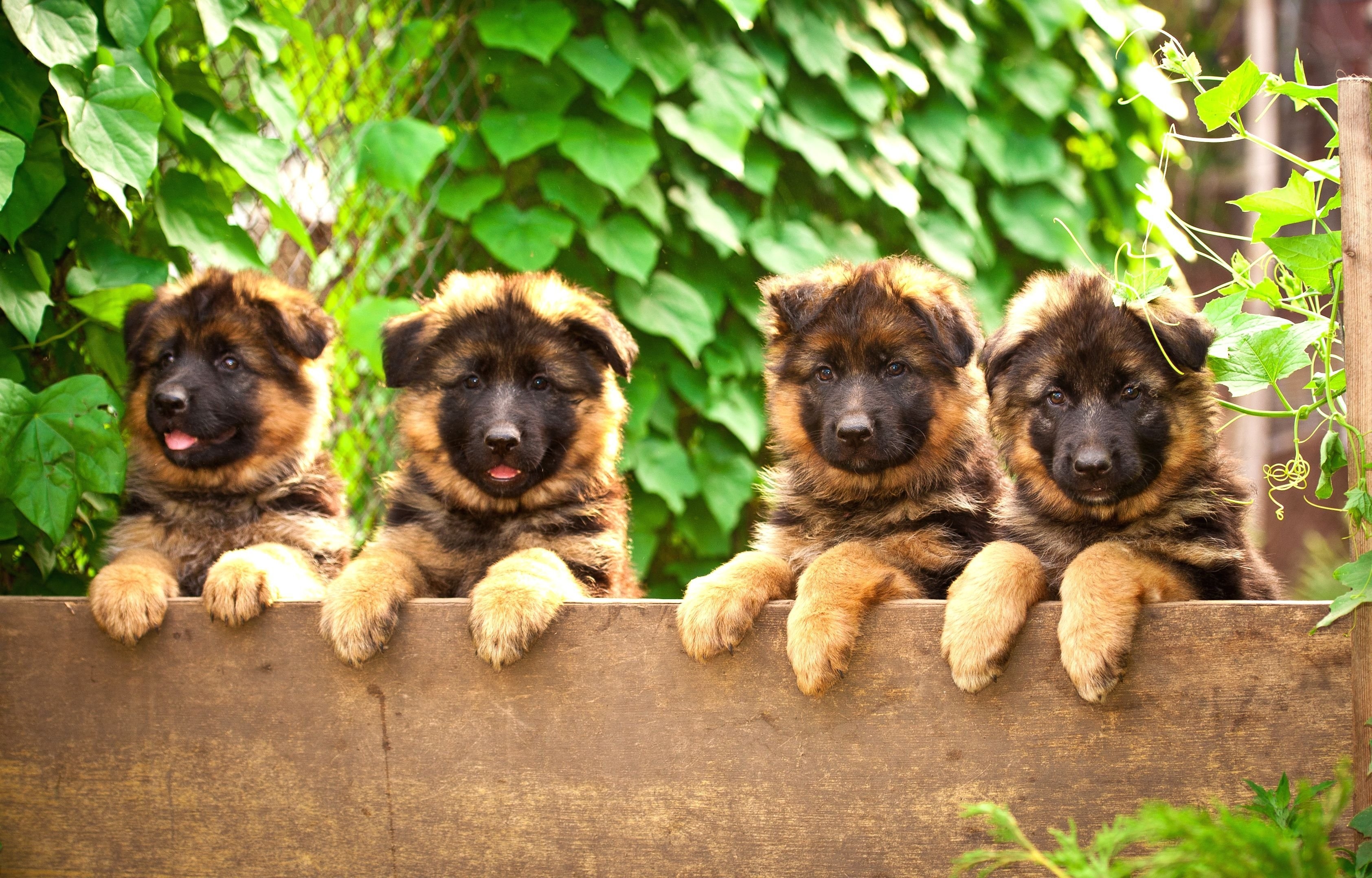 Можно щенку немецкой овчарки. Немецкая овчарка Шеферд щенки. German Shepherd немецкая овчарка щенок. Овчарка Дауфмана. Новорожденные щенки овчарки.