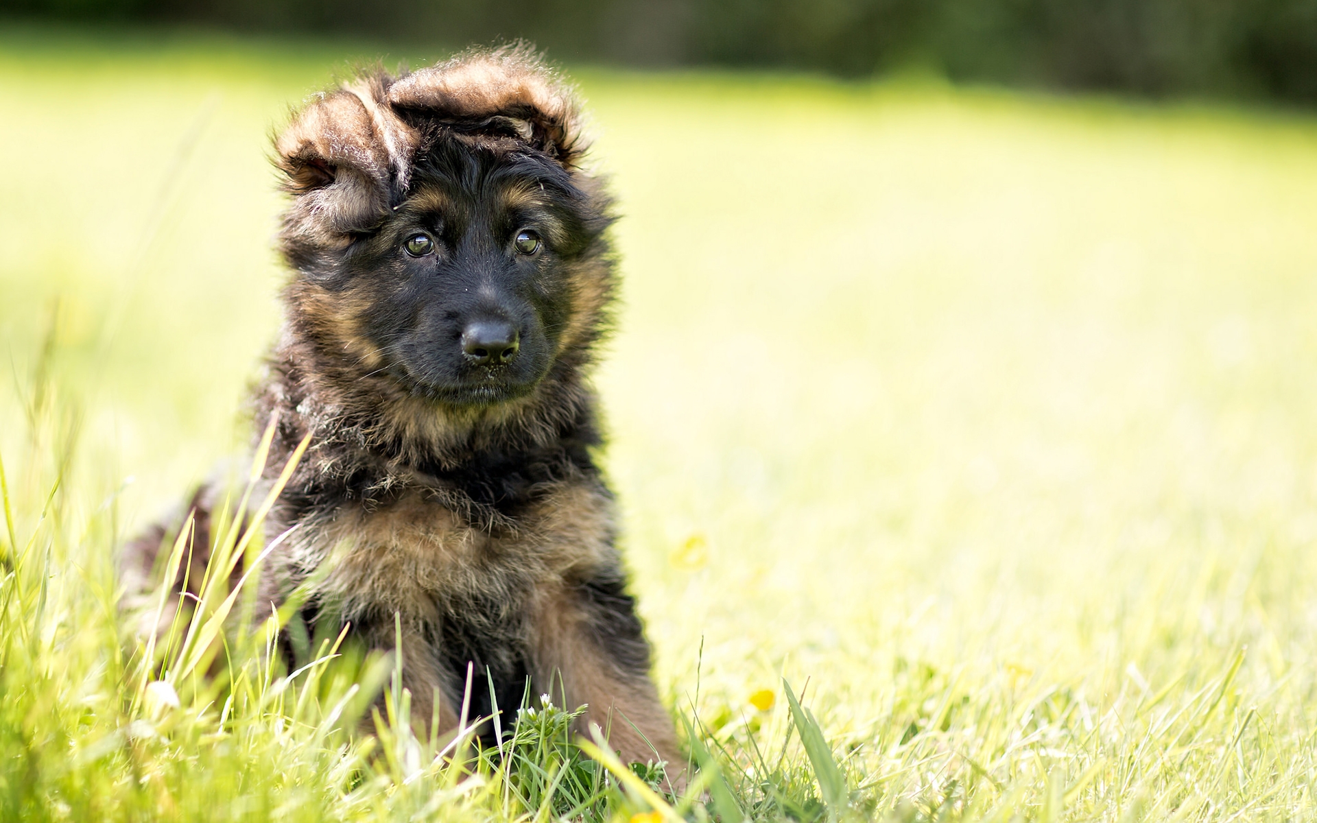 Dog телефоны. Карпатская овчарка. Шилонская овчарка. Собака немецкая овчарка щенок. Маленькая овчарка.