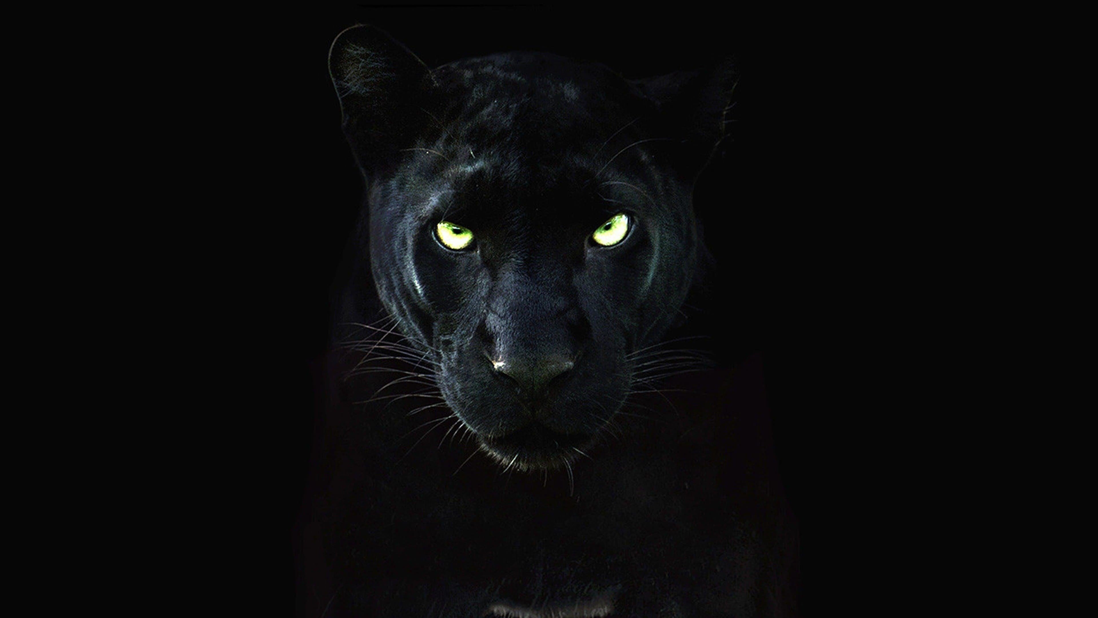 Картинка на рабочий стол черный фон. Леопард меланист. Черная пантера Ягуар. Черная пантера Nat geo Wild. Пантера на темном фоне.