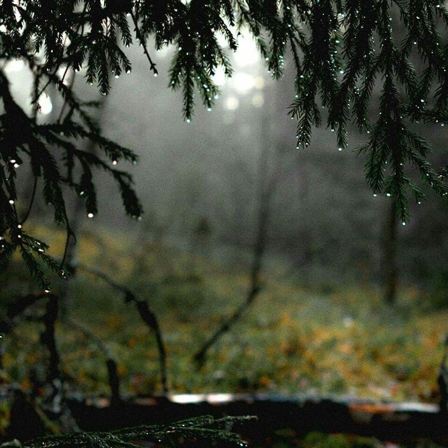 лес под дождем фото