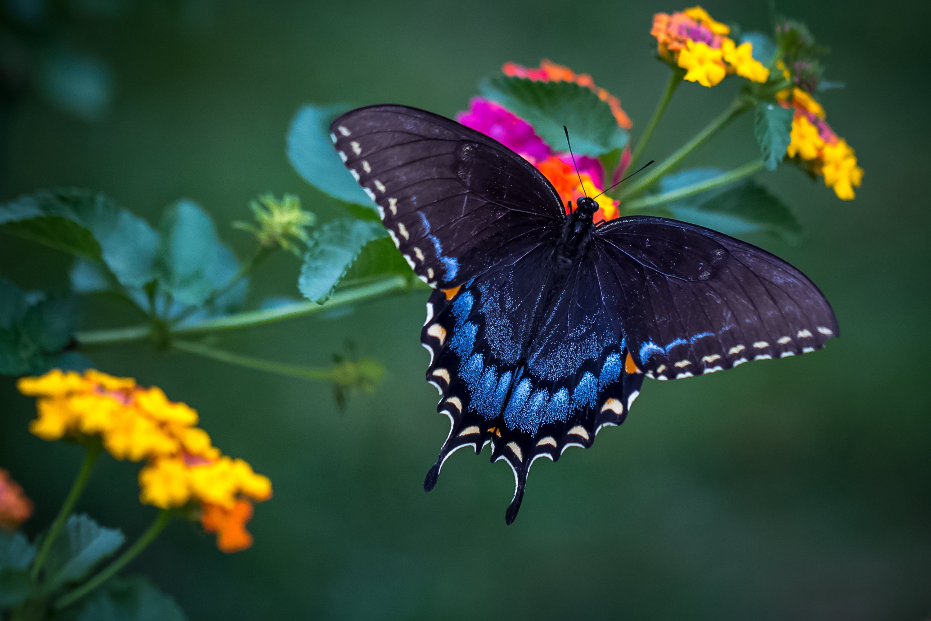 Красивые бабочки на цветах. Калифорнийский синий Махаон. Бабочка Баттерфляй. Бабочка Мономах. Горгеус бабочка.
