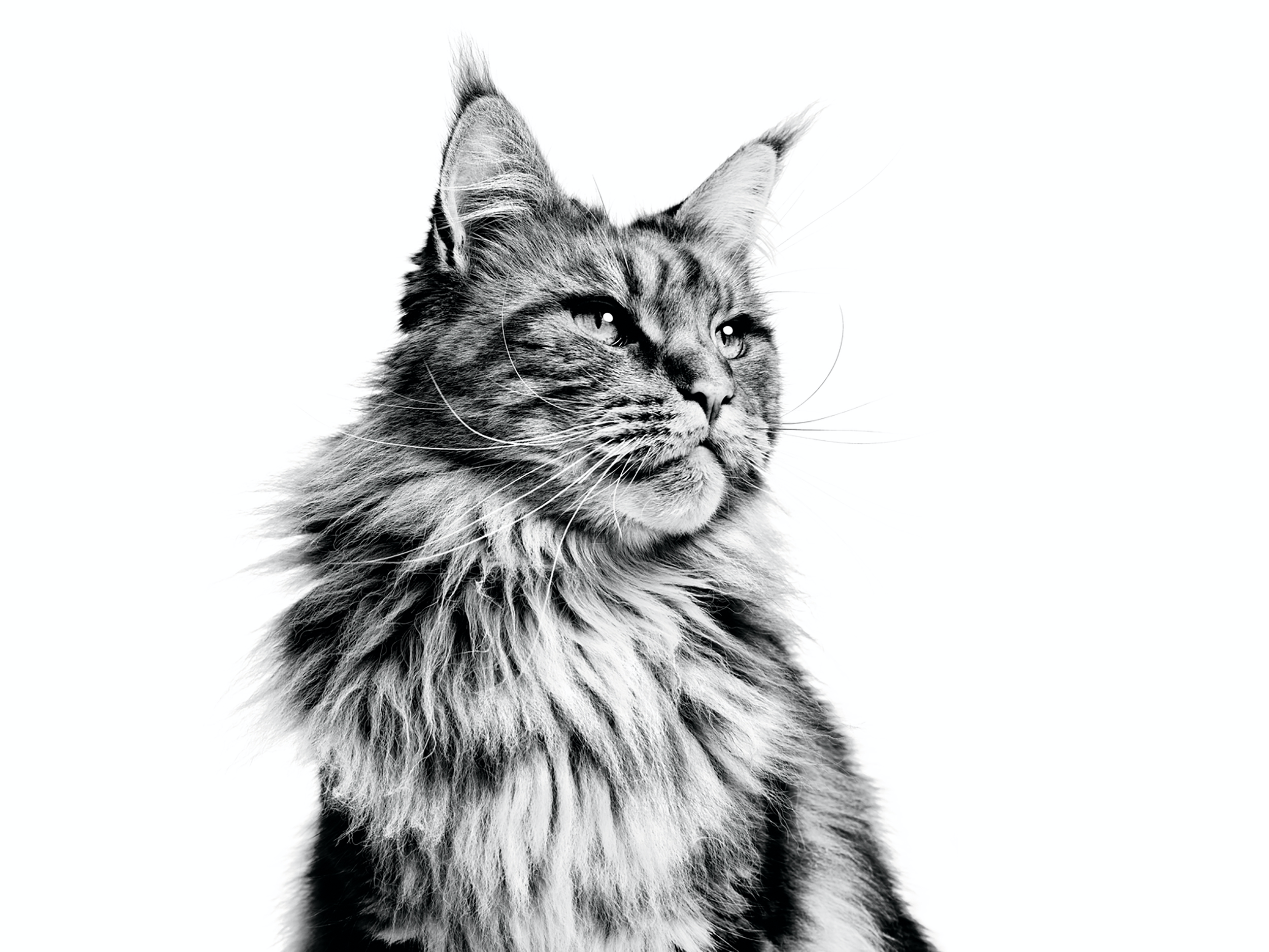 Canin maine coon. Мейн-кун. Кот Мейн кун. Кот Мейн кун черно белый. Кошка Мейн кун черно белая.