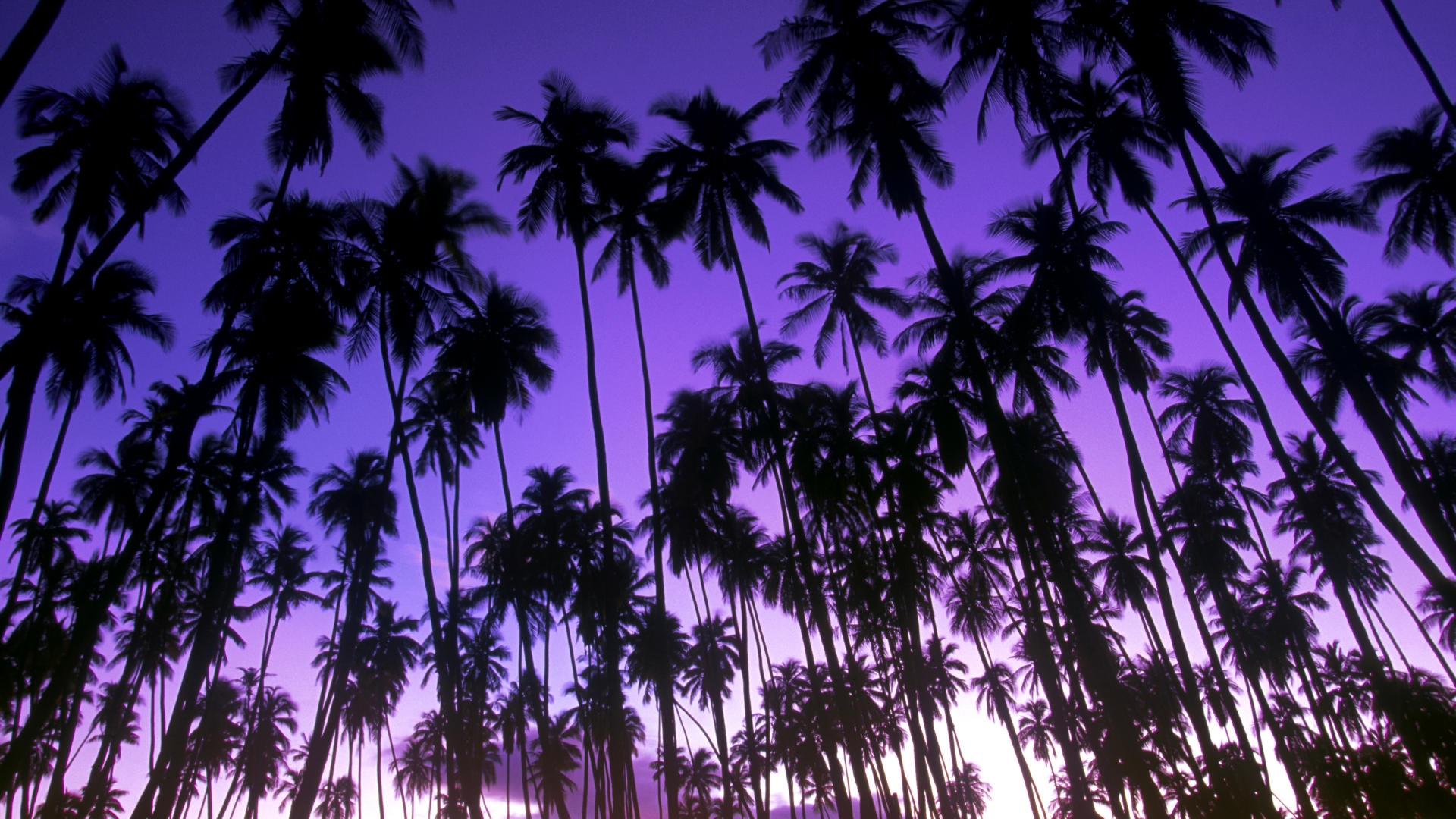 Заставки фонка. Гавайи Пурпл. Пальма. Фиолетовые пальмы. Фон пальмы.
