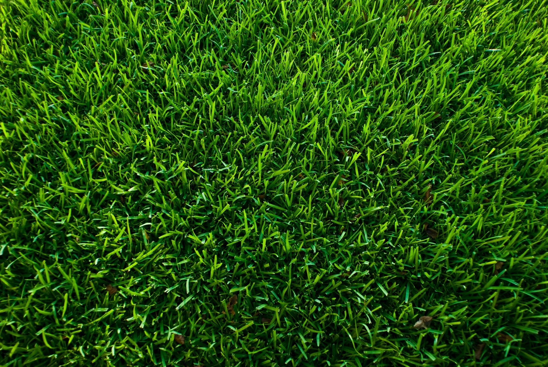 Текстура травы - 53 фото