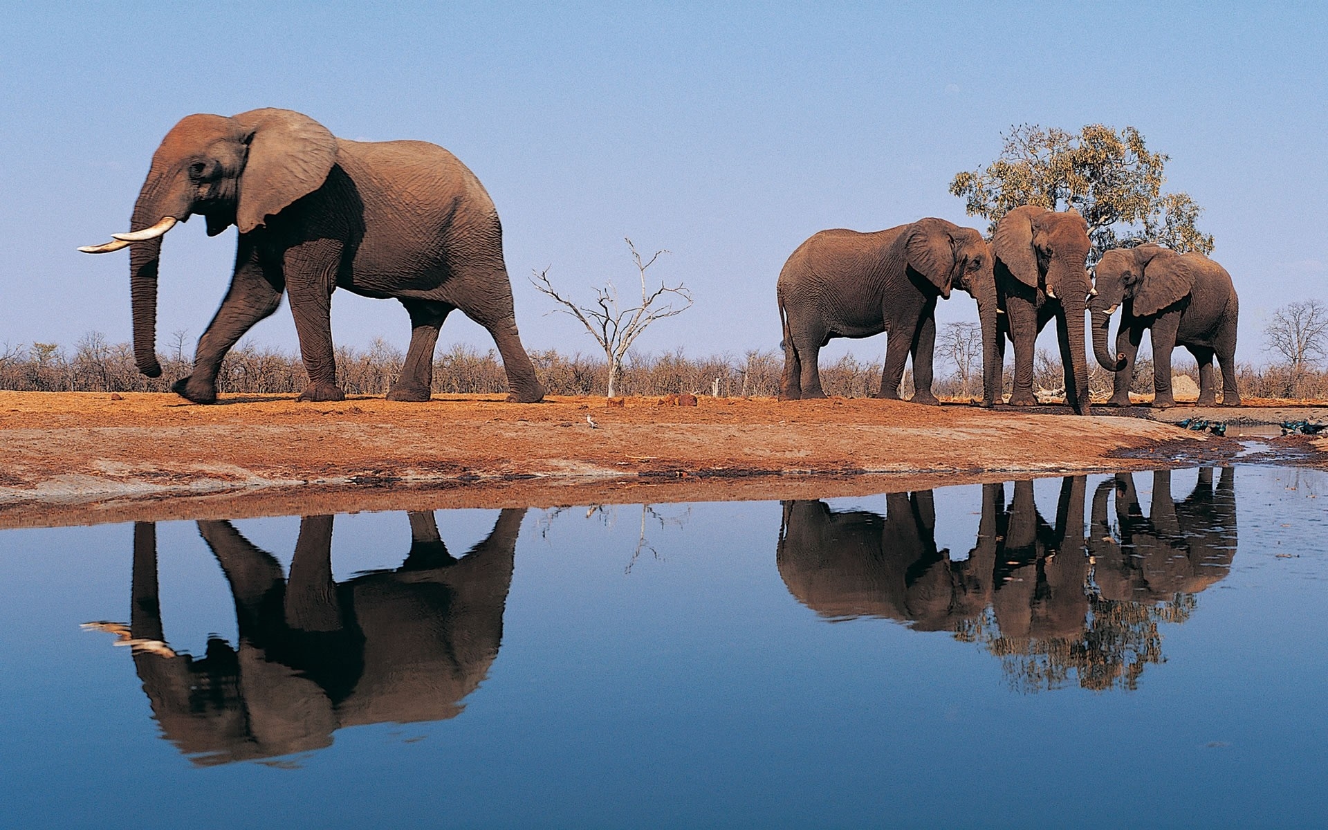 Дикая природа африки. Саванна Африки водопой. Слоны в дикой природе. Слоны на водопое. Водопой животных.
