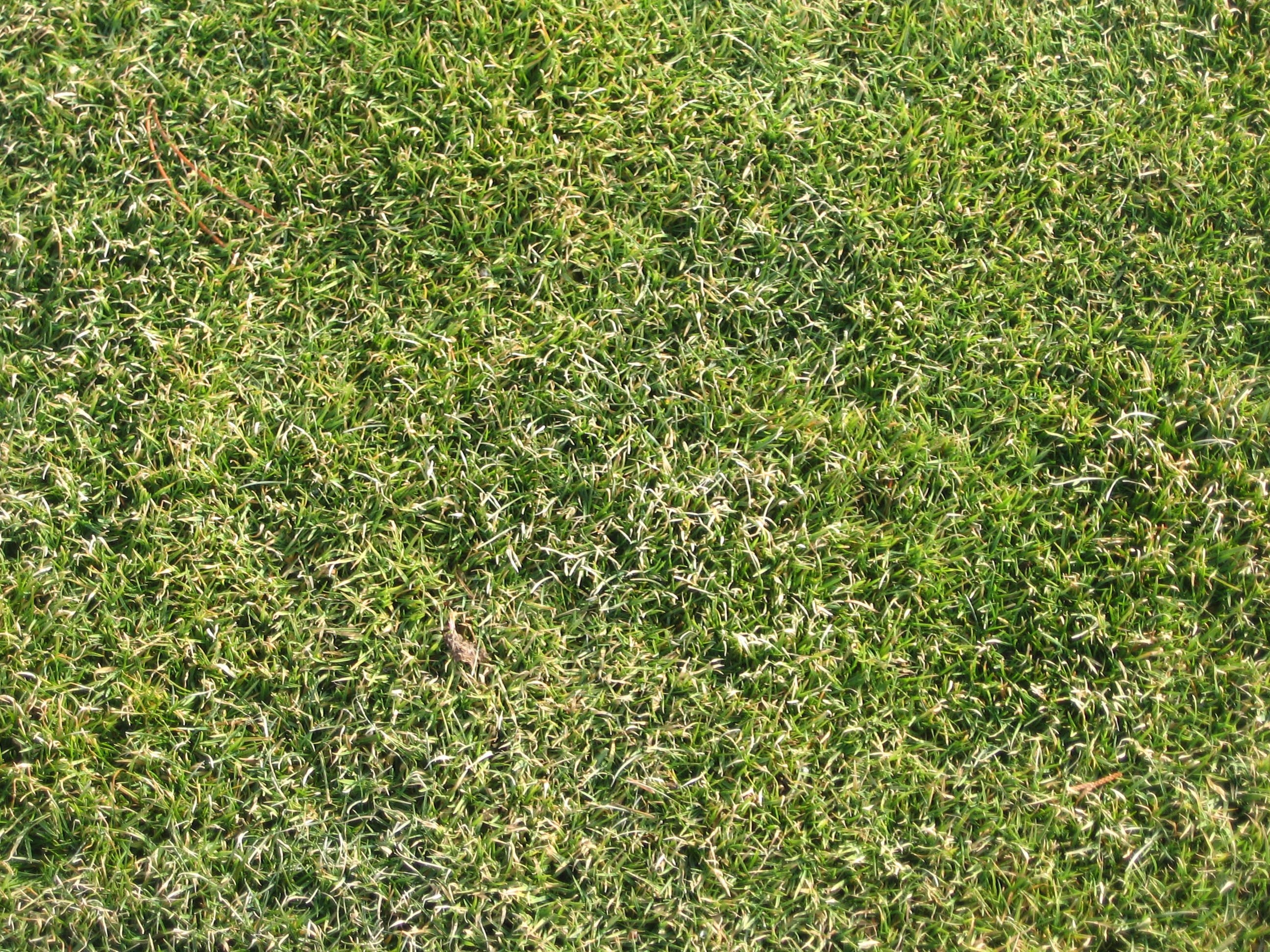 текстура травы из гта 5 фото 100