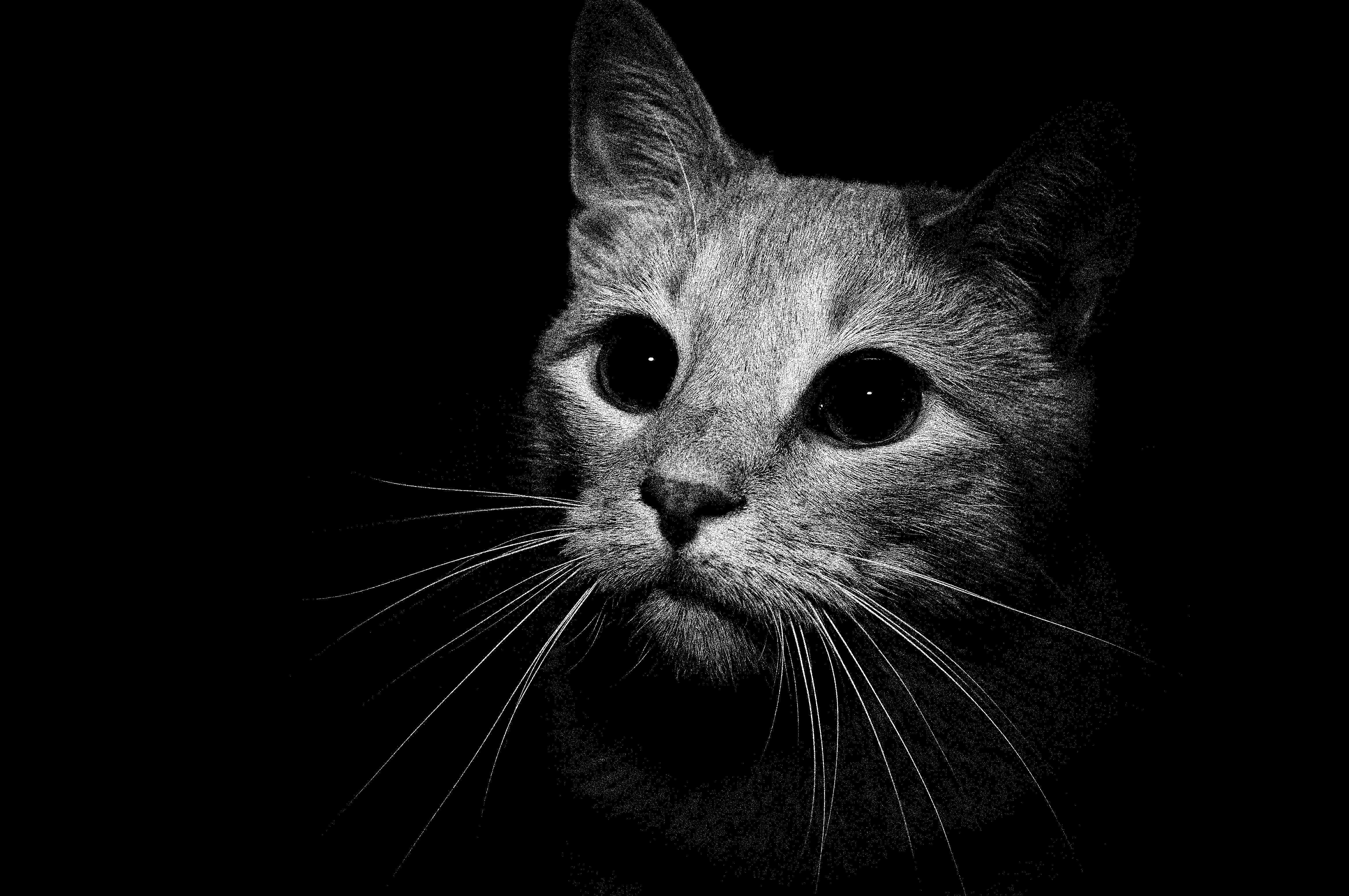 Черно белая обложка для вк. Кот на темном фоне. Черный фон картинка. Кот на черном фоне. Черная кошка на черном фоне.