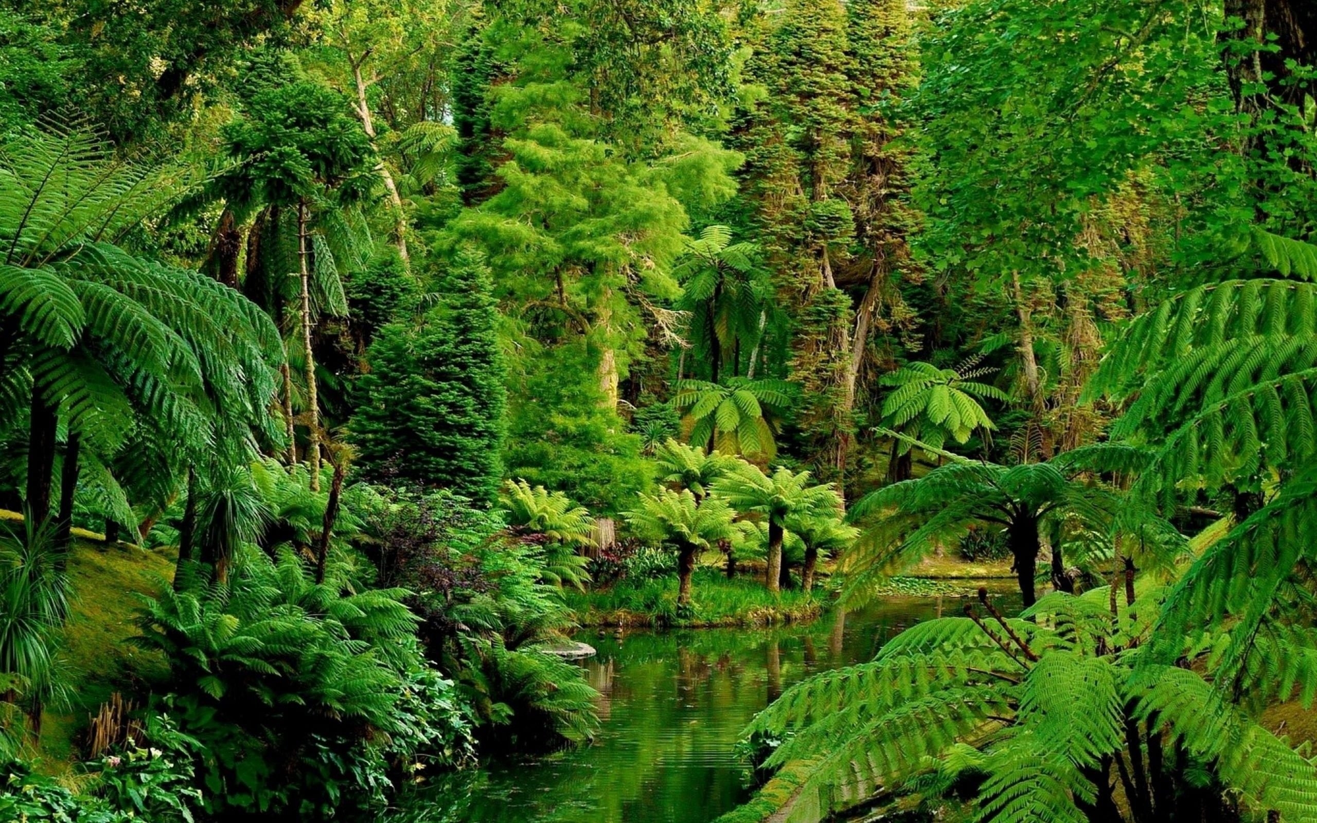 тропический лес картинки