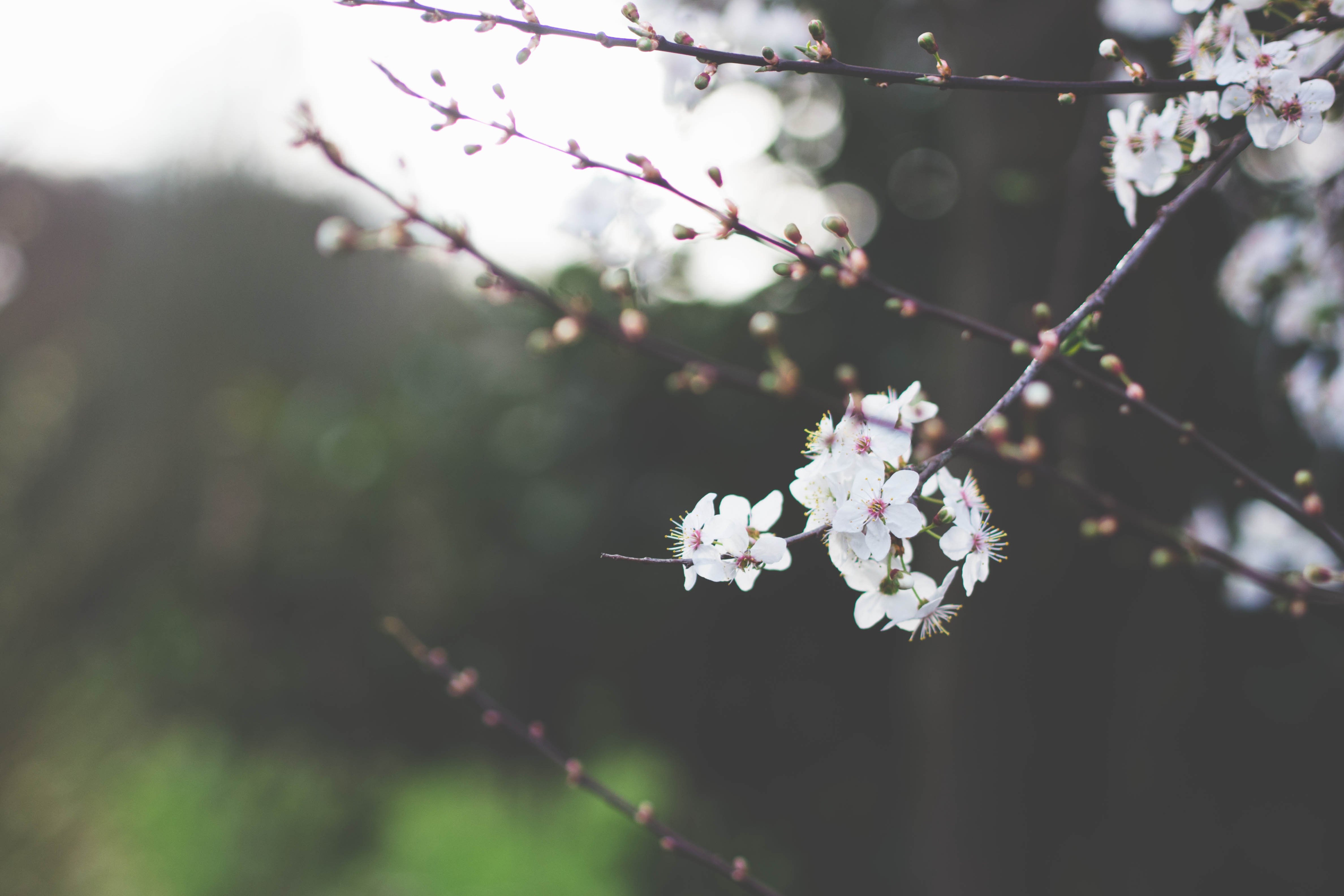 Весенние эстетичные обои. Спринг блоссом Эстетика. Белая Сакура дерево. Цветение вишни.