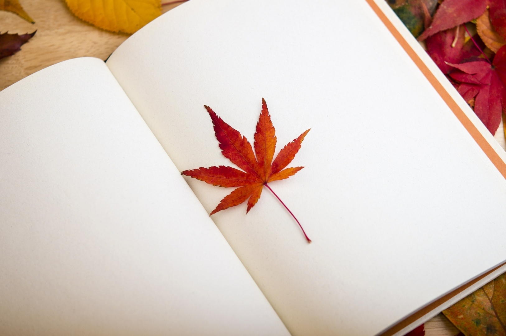 Книга на фоне осенних листьев