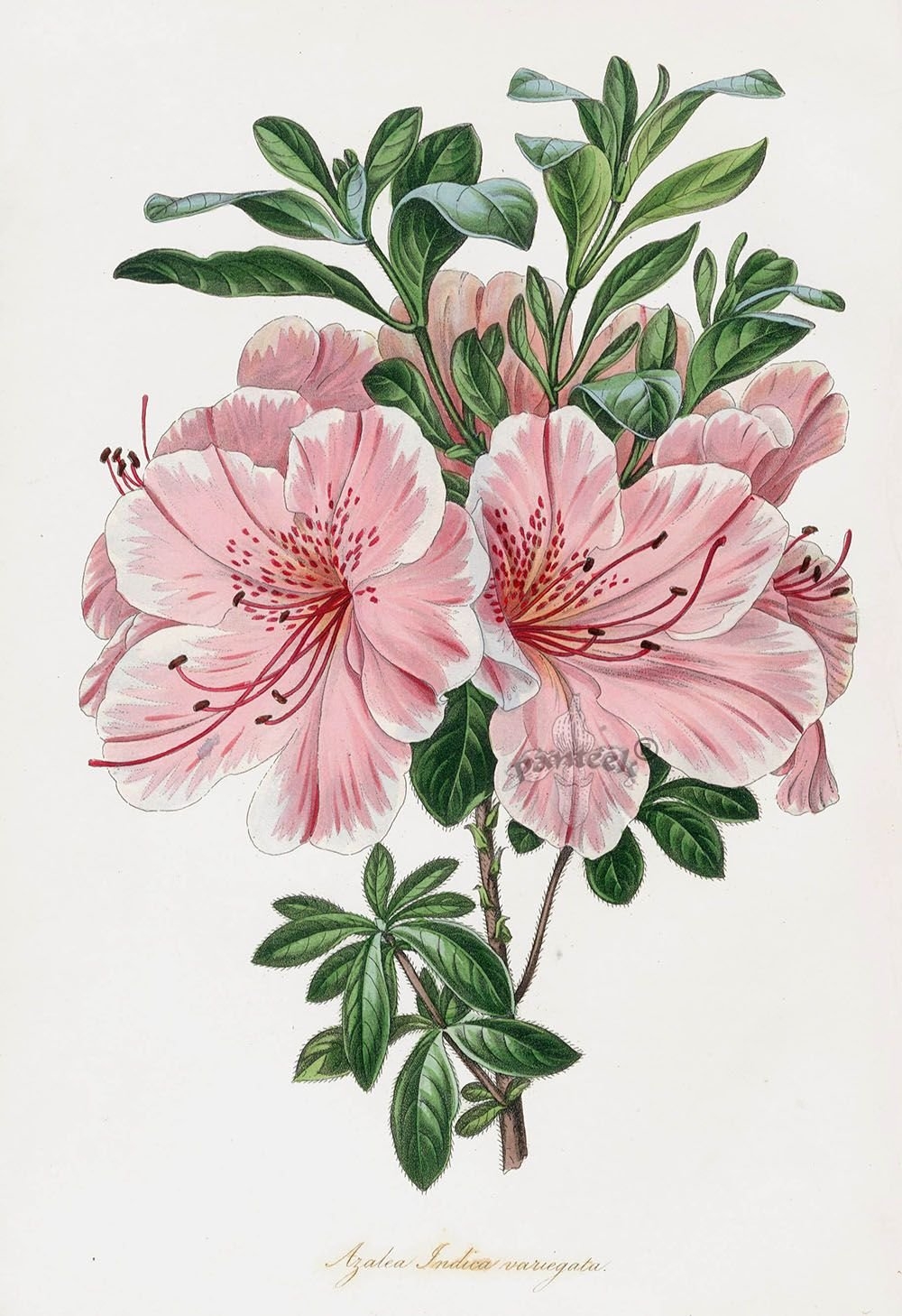 Красивая ботаника. Рододендрон Ботаническая иллюстрация. Rhododendron indicum. Ботаникал арт Botanical.