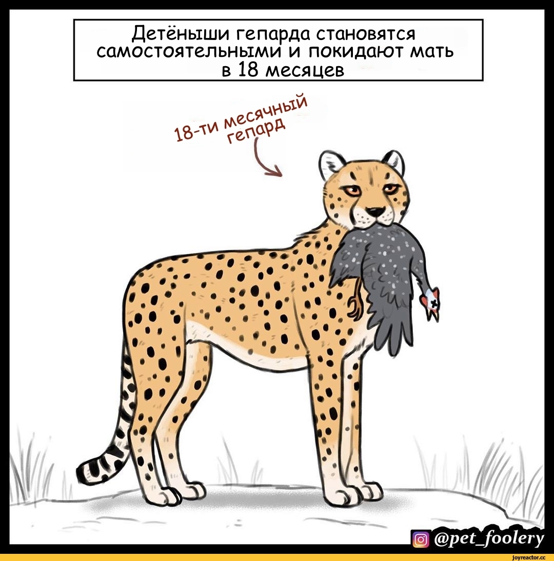 Комикс человек гепард