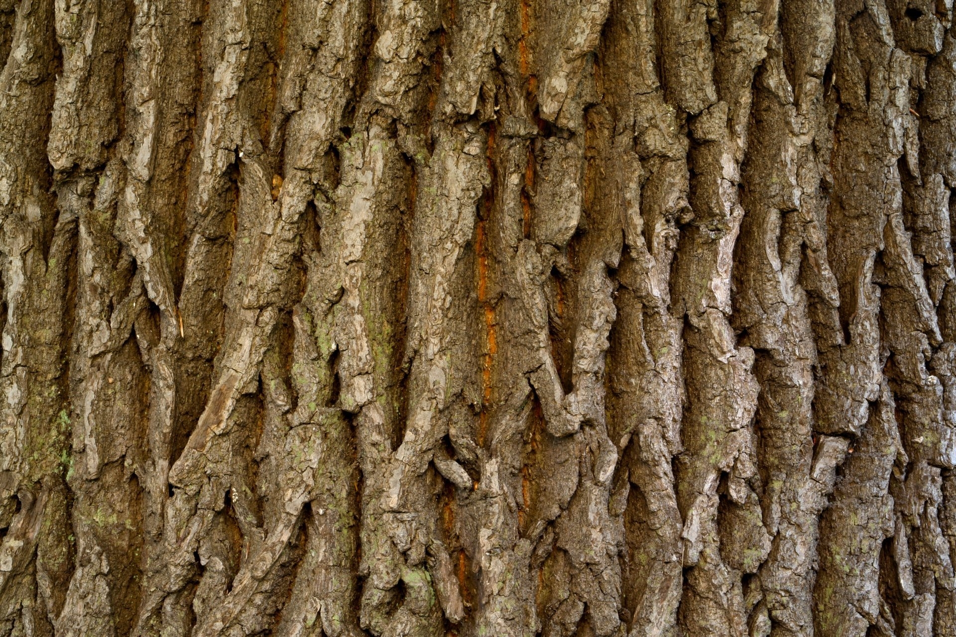Кора дерева текстура - 54 фото
