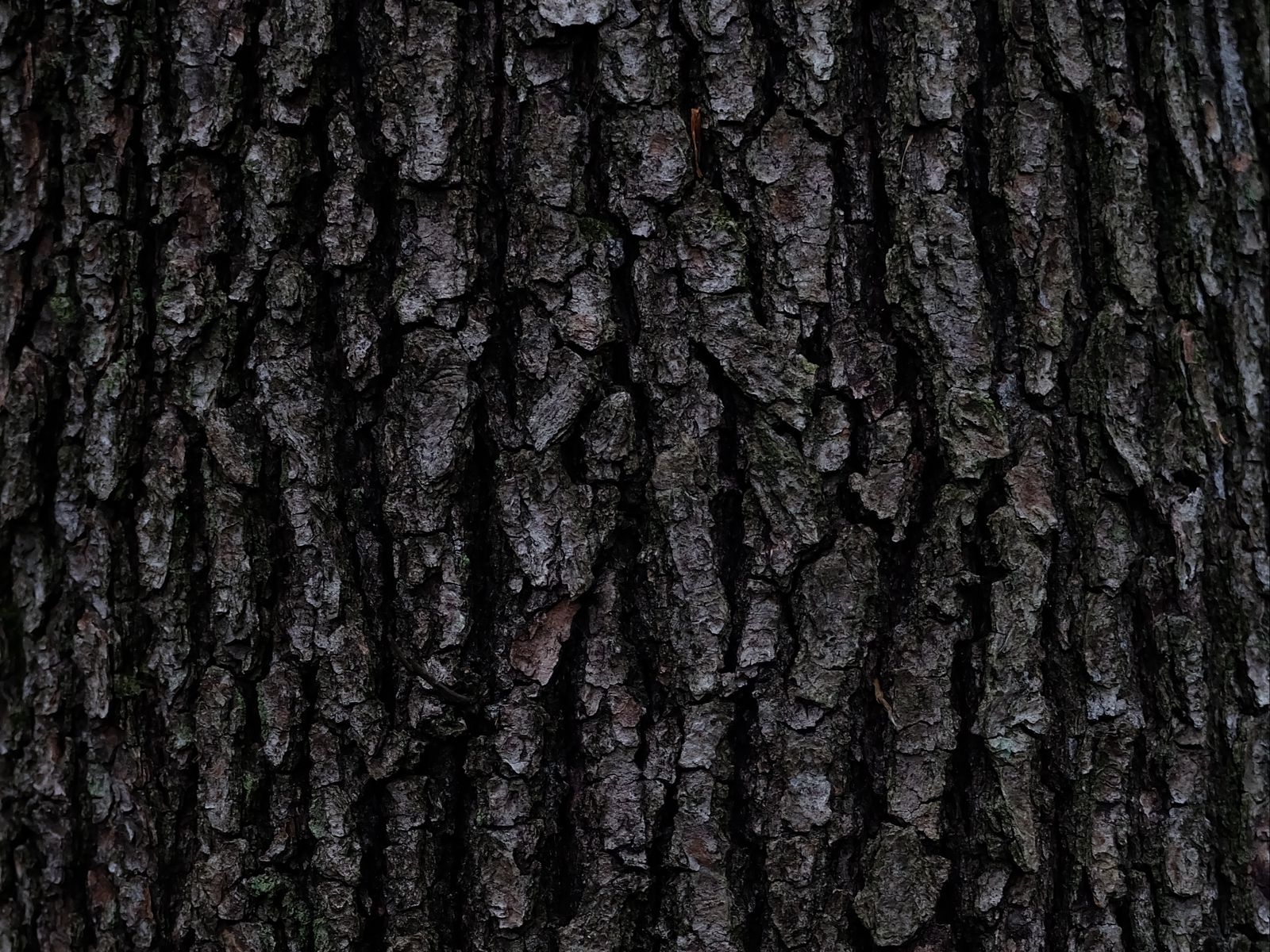 Кора дерева текстура - 54 фото