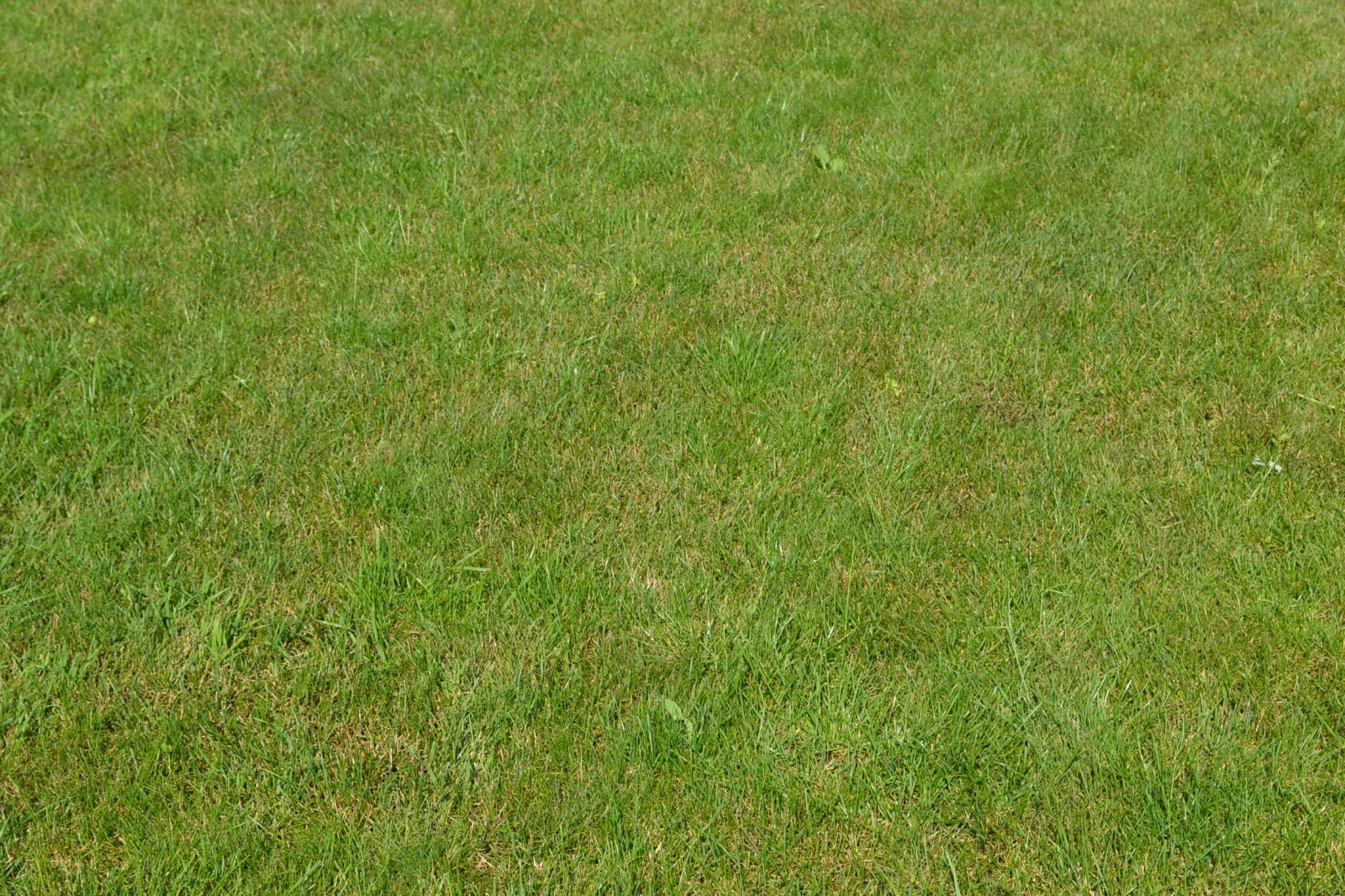 текстура травы из гта 5 фото 89