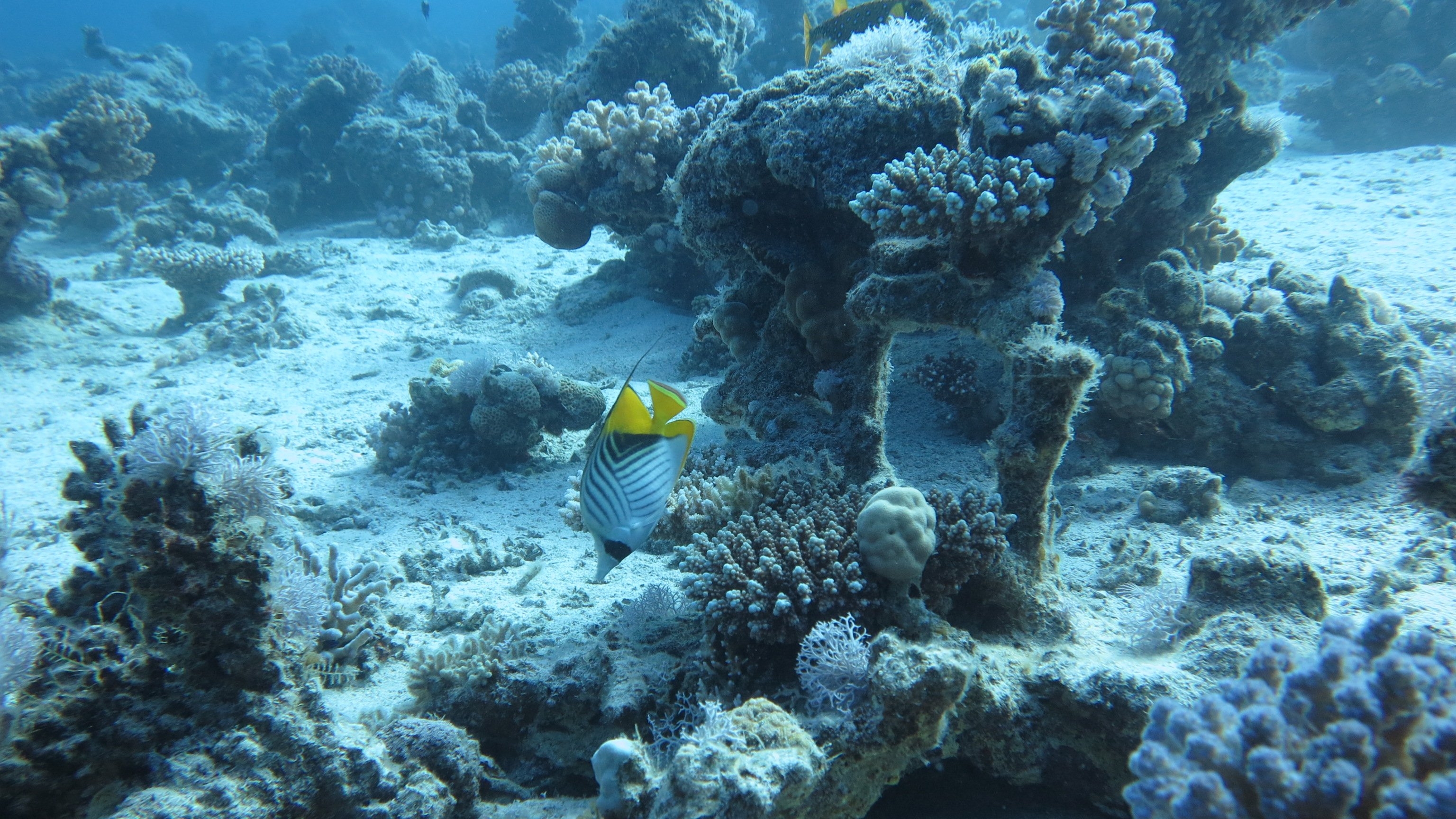Картинка на дне моря. Кораллы в Шарм Эль Шейхе. Коралловый риф в Шарм Эль Шейхе. Живой риф в Шарм Эль Шейхе. Морские глубины.