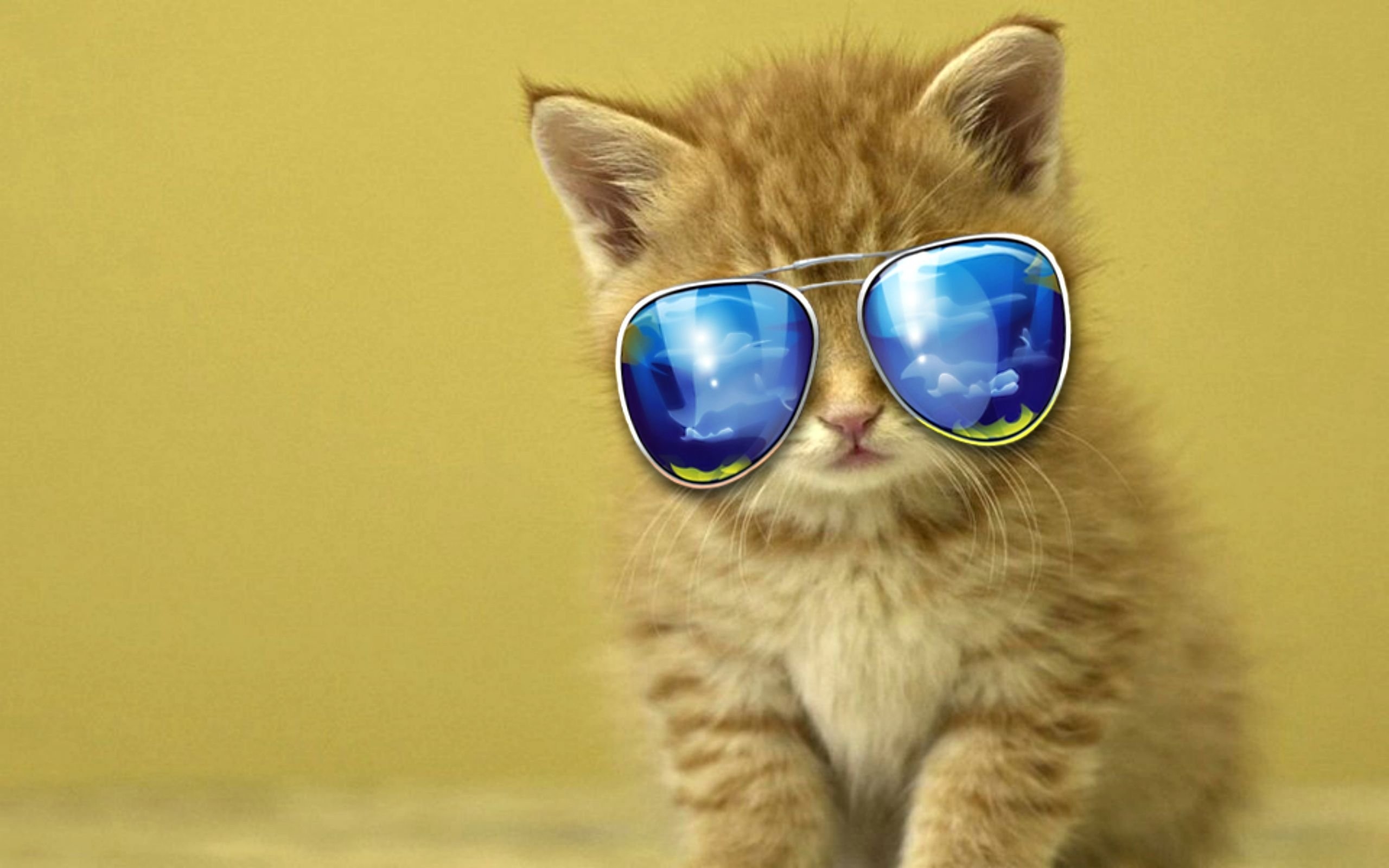 Смешные котики на телефон. Кот в очках. Крутые коты в очках. Крутой кот. Крутой кот в очках.