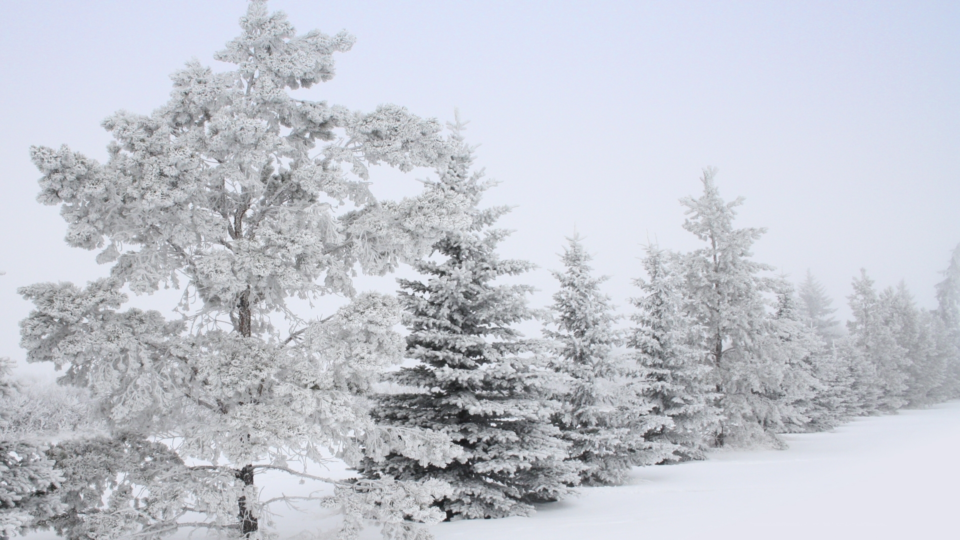 Белый заснеженный лес