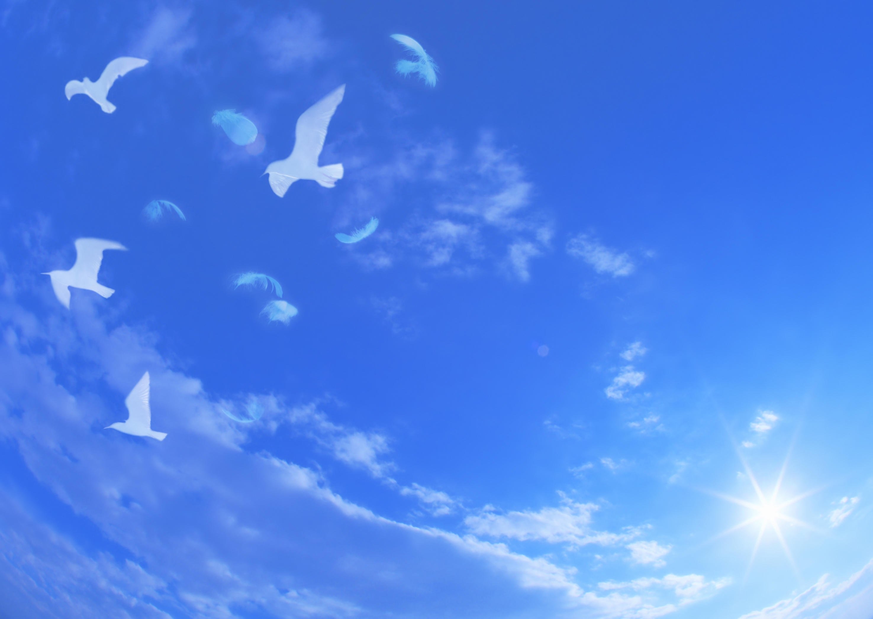 Синяя птица облака. Голубое небо с облаками. Голубое мирное небо. Голубое небо с голубями. Голуби на голубом небе.