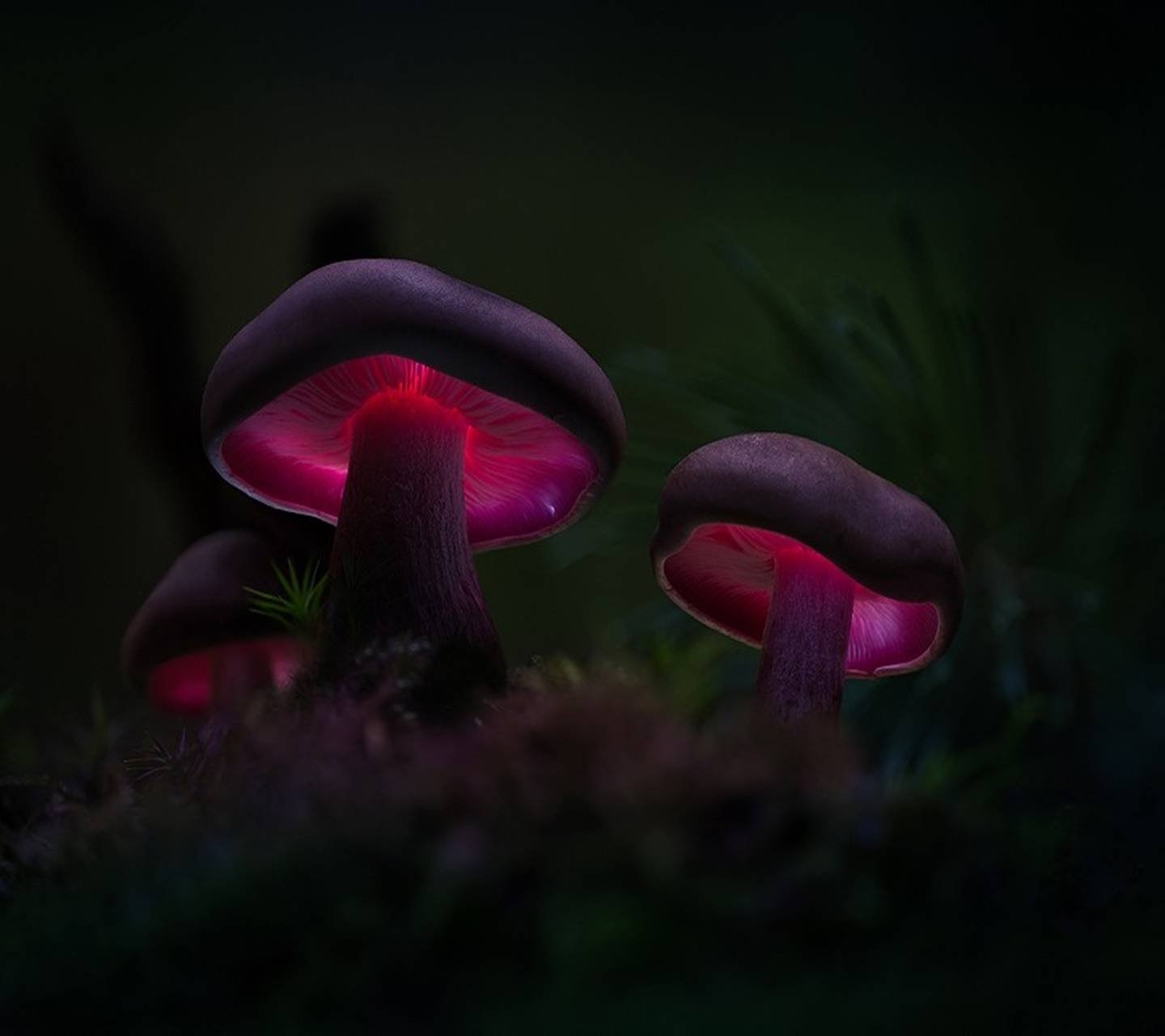 Светящийся гриб. Mycena LUXAETERNA. Мартин Пфистер. Светящиеся грибы Мартина Пфистера. Фосфоресцирующие грибы.