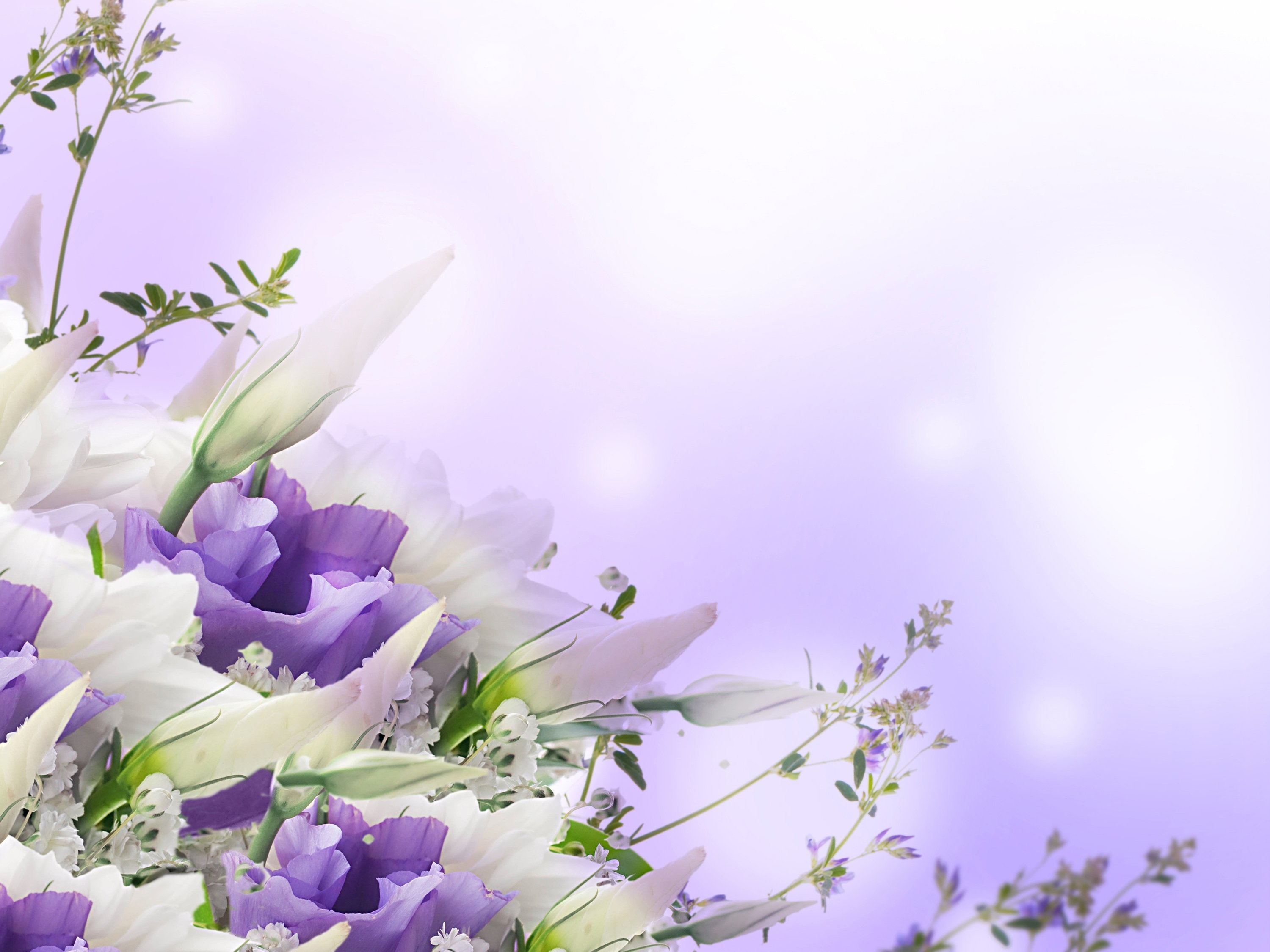 Тюльпаны под дождем рамки для текста фото поздравления скачать картинки онлайн шаблон