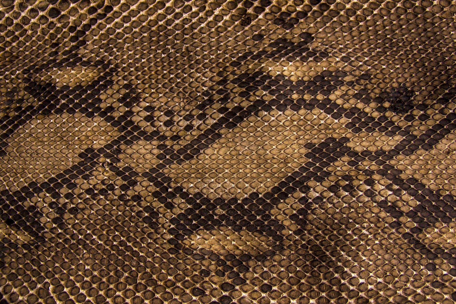Кожа змеи текстура - 56 фото