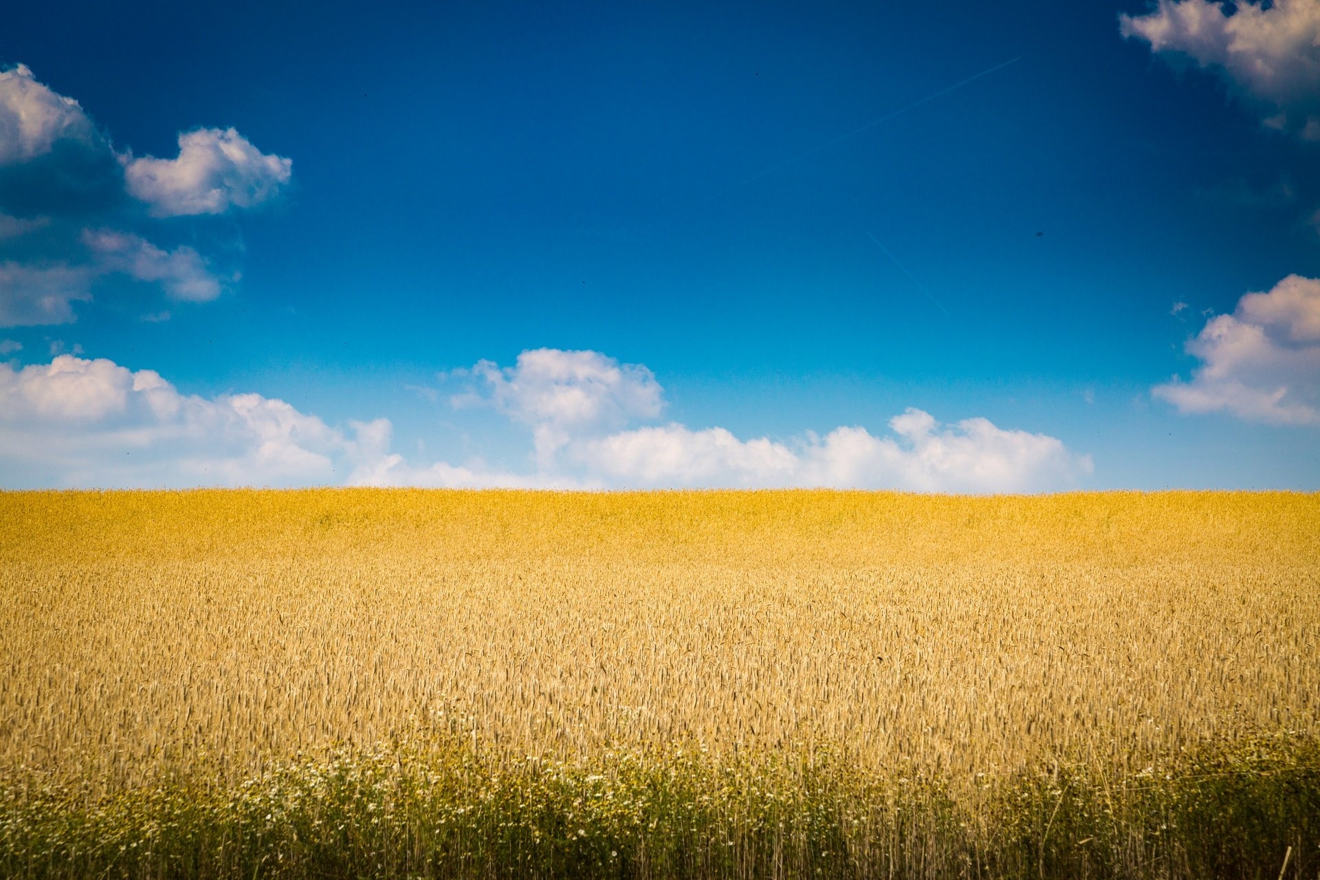 Пшеничный фон. Пшеничное поле. Фон поле. Золотое поле. Поле и небо.