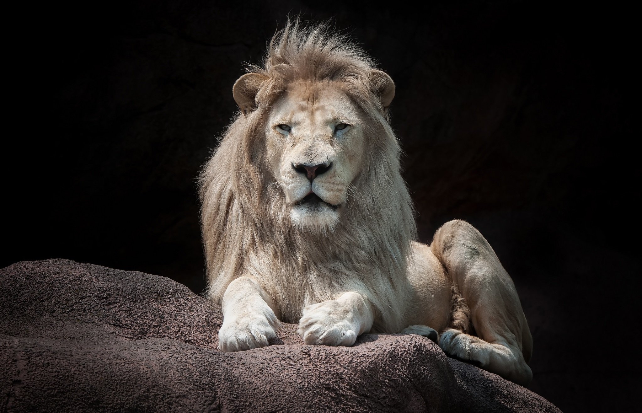 Lion. Величественный Лев. Лев фото. Лев обои. Гордые львы.